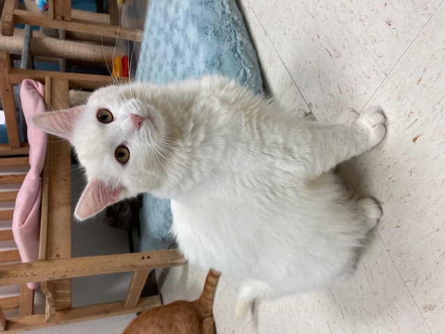 Enlarge Snowball, a Adoptable Domestic Long Hair in Hollister, CA image 3/6