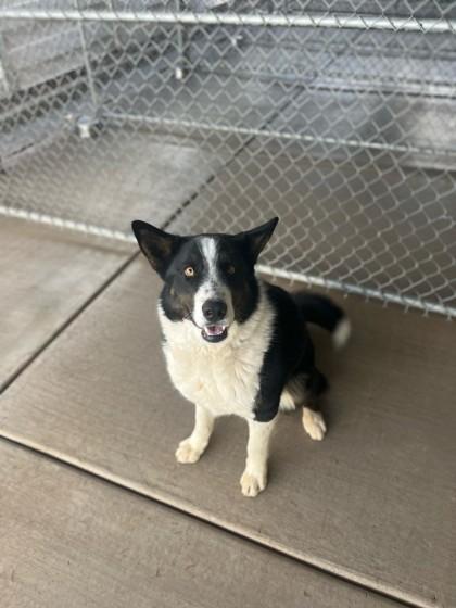 Enlarge Reggie, a Adoptable mixed breed in Lakeside, AZ image 1/1
