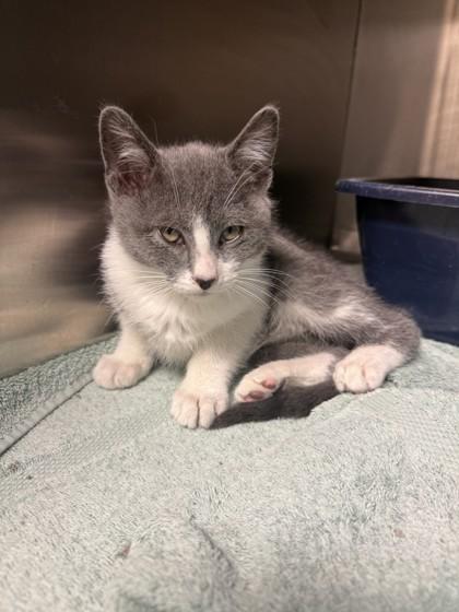 Enlarge Winnie, a Adoptable mixed breed in Harbor Springs, MI image 1/1