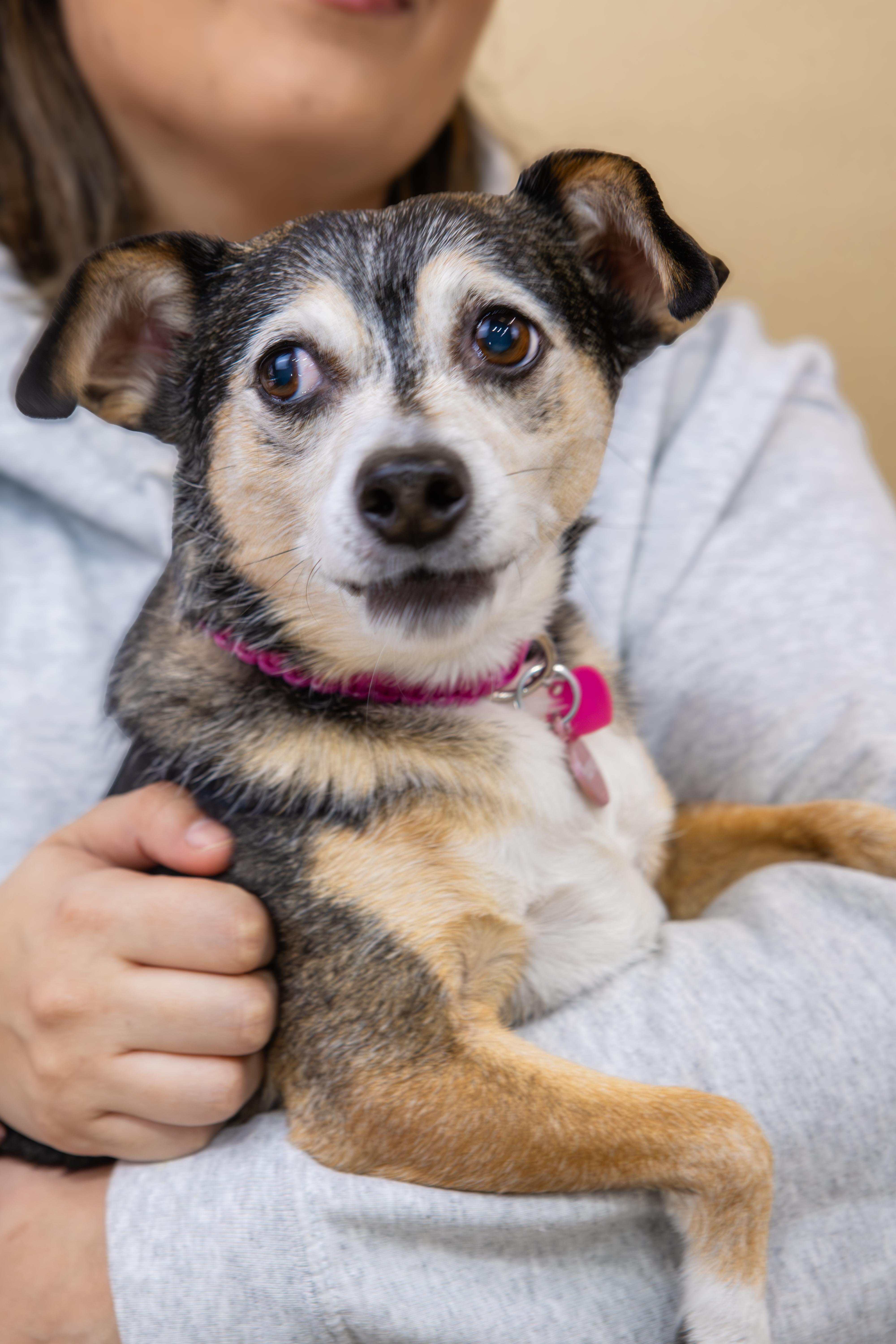 Enlarge Bella (and Picasso), a ADOPTABLE mixed breed in laval, QC image 2/4