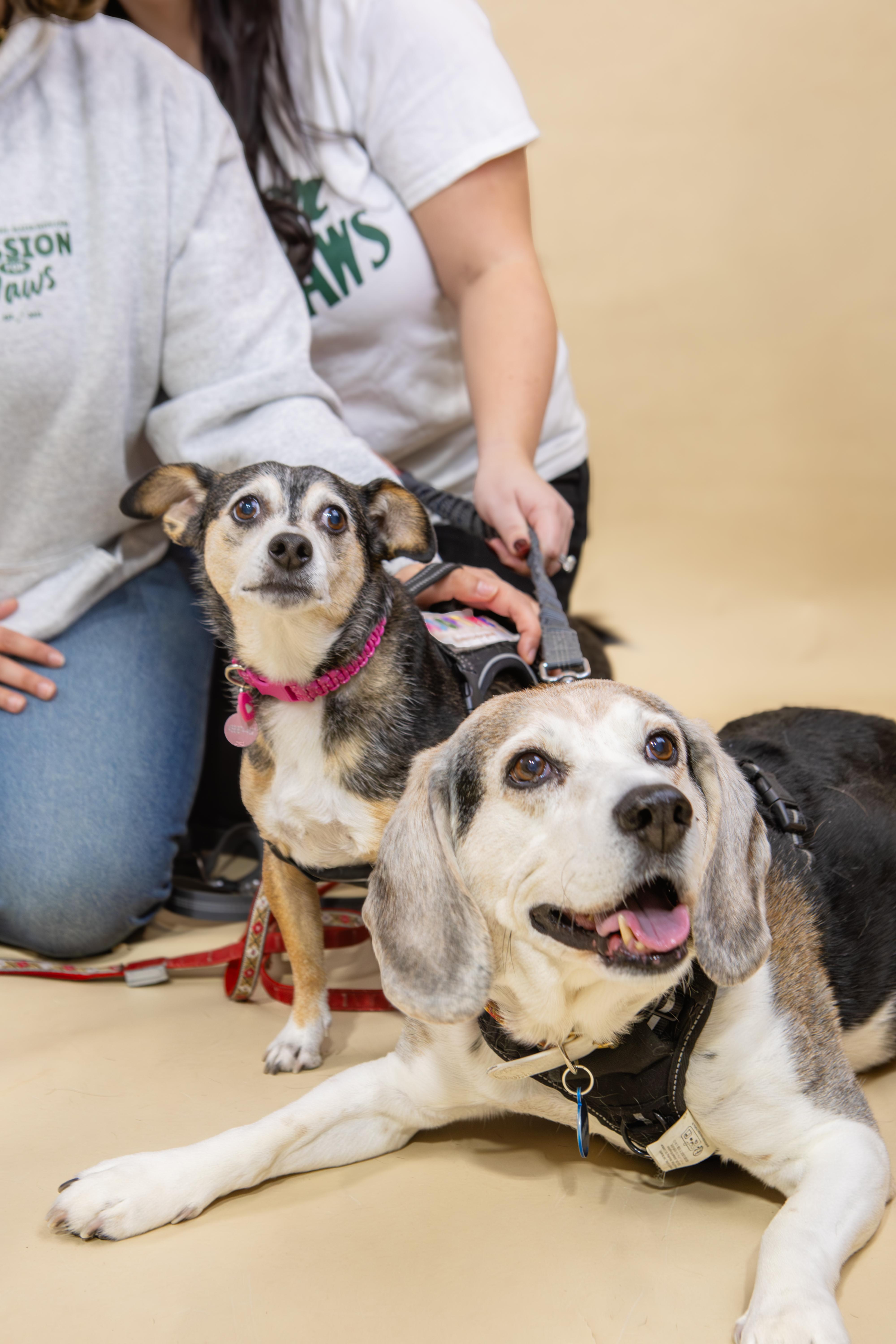 Bella (and Picasso), ADOPTABLE, Senior Female Chihuahua & Dachshund.