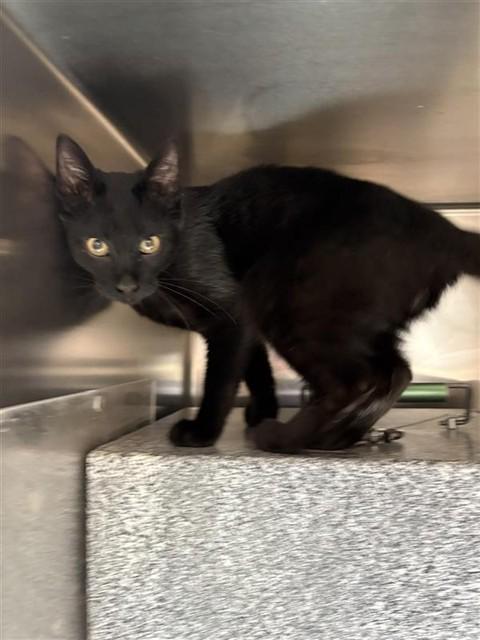 WEEVEIL, Adoptable, Young Male Domestic Short Hair.