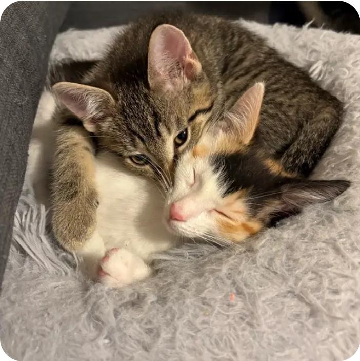 Enlarge Lily, a Adoptable Domestic Short Hair in Royal Oak, MI image 6/6