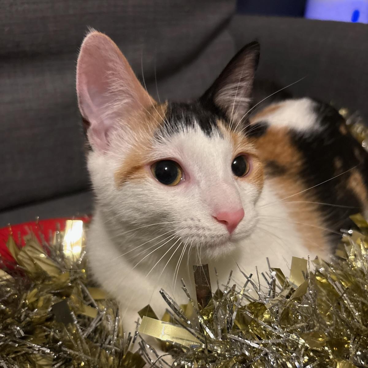 Enlarge Lily, a Adoptable Domestic Short Hair in Royal Oak, MI image 2/6