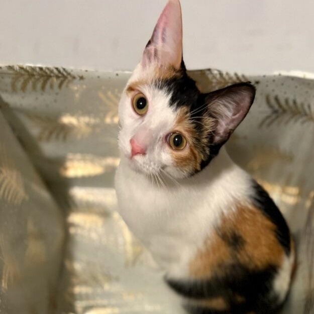 Enlarge Lily, a Adoptable Domestic Short Hair in Royal Oak, MI image 3/6