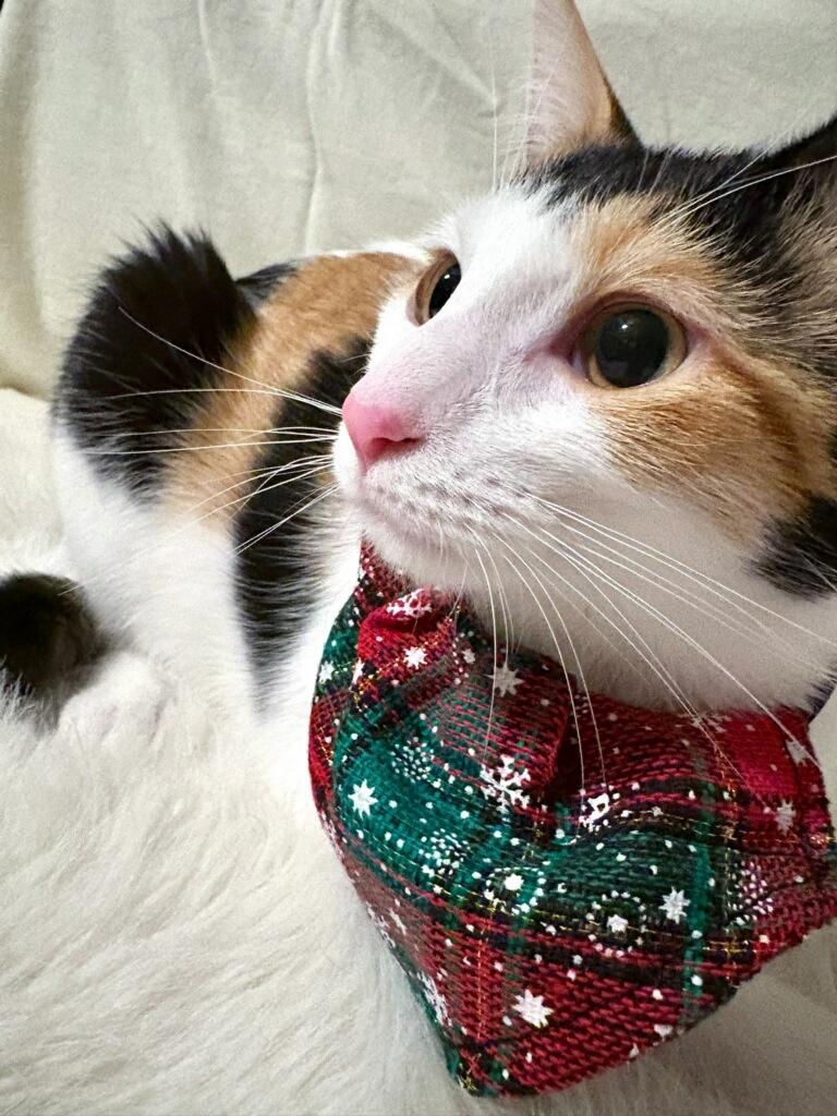 Lily, Adoptable, Young Female Domestic Short Hair.