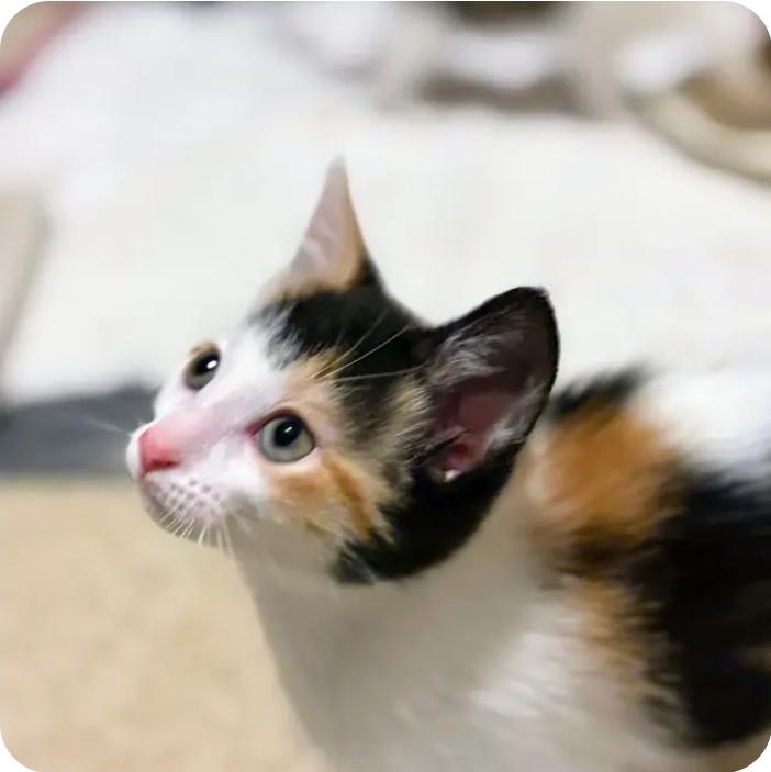 Enlarge Lily, a Adoptable Domestic Short Hair in Royal Oak, MI image 5/6