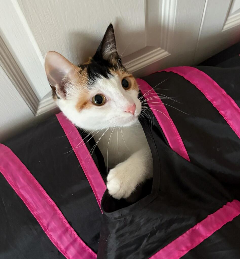 Enlarge Lily, a Adoptable Domestic Short Hair in Royal Oak, MI image 4/6