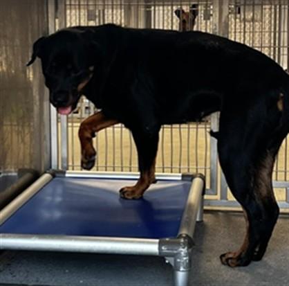 Enlarge RICKY, a Adoptable Rottweiler in Downey, CA image 1/1