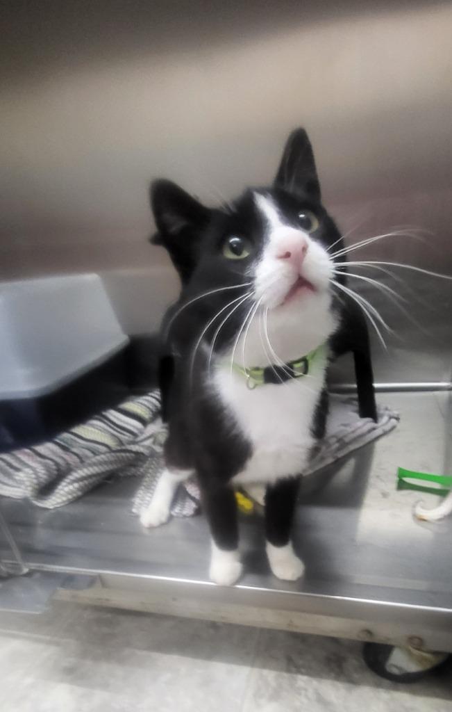 Simon 2, Adopted, Young Male Domestic Short Hair.