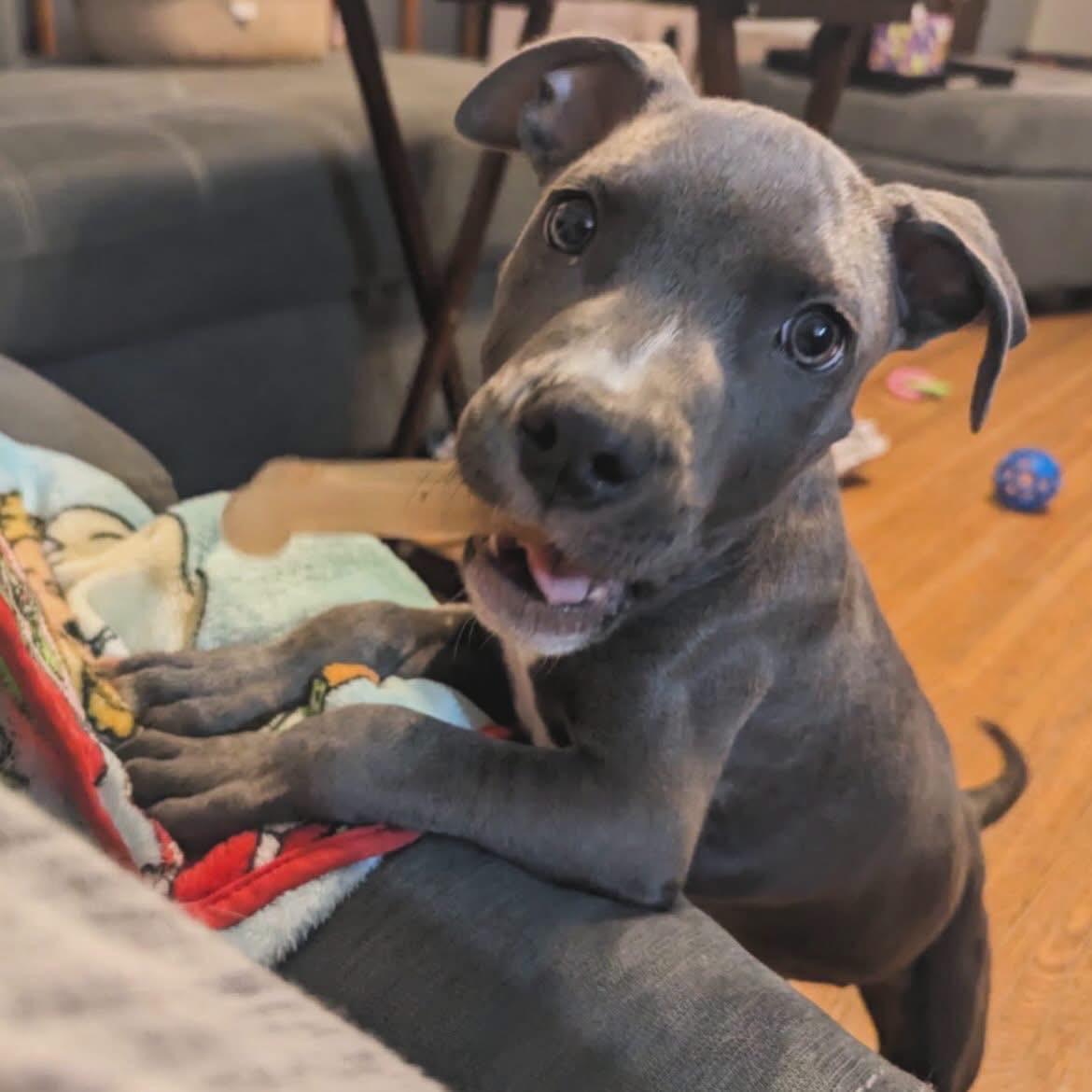 Enlarge Chunk, a Adopted mixed breed in West Falls, NY image 3/4