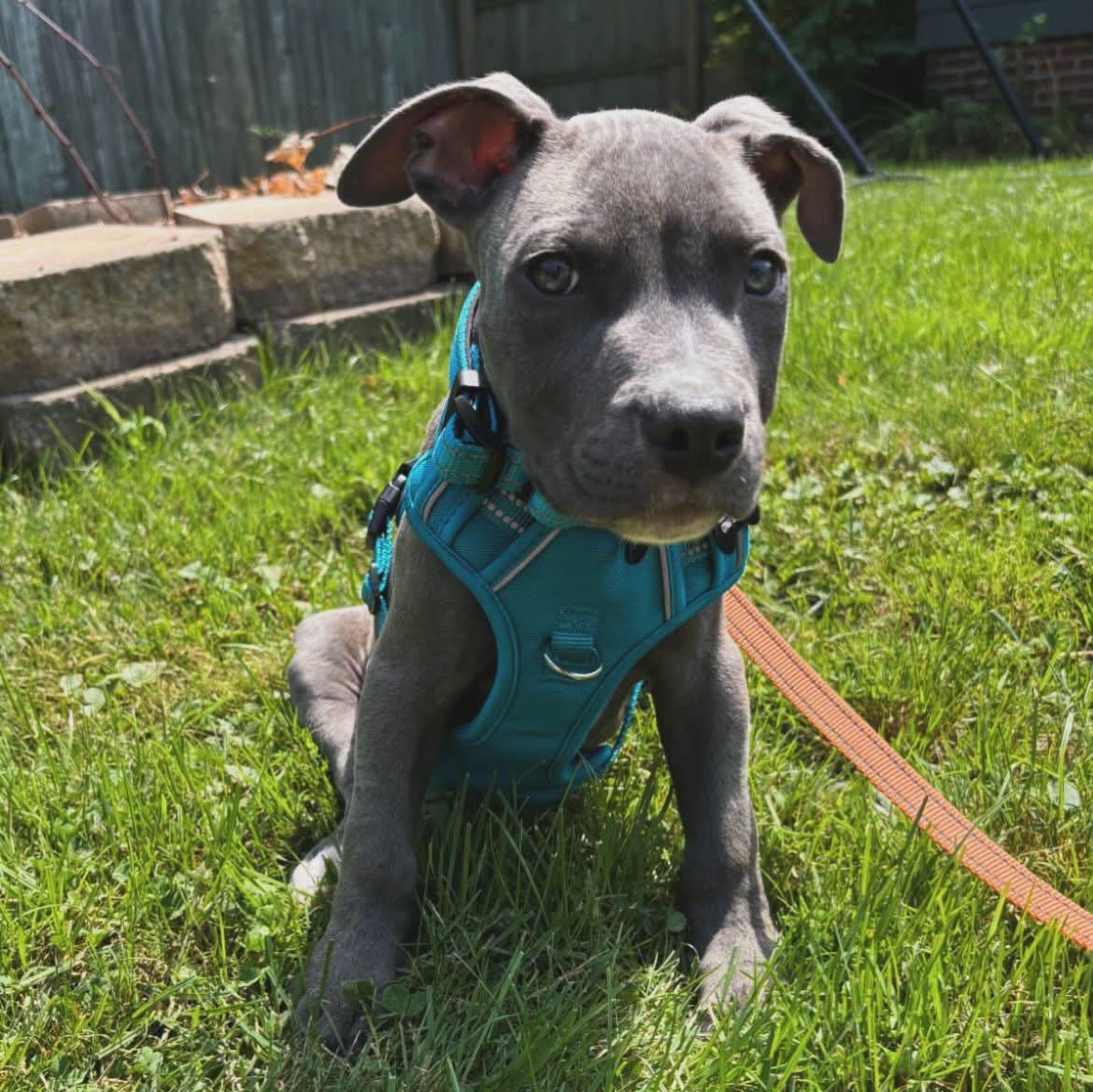 Enlarge Chunk, a Adopted mixed breed in West Falls, NY image 2/4