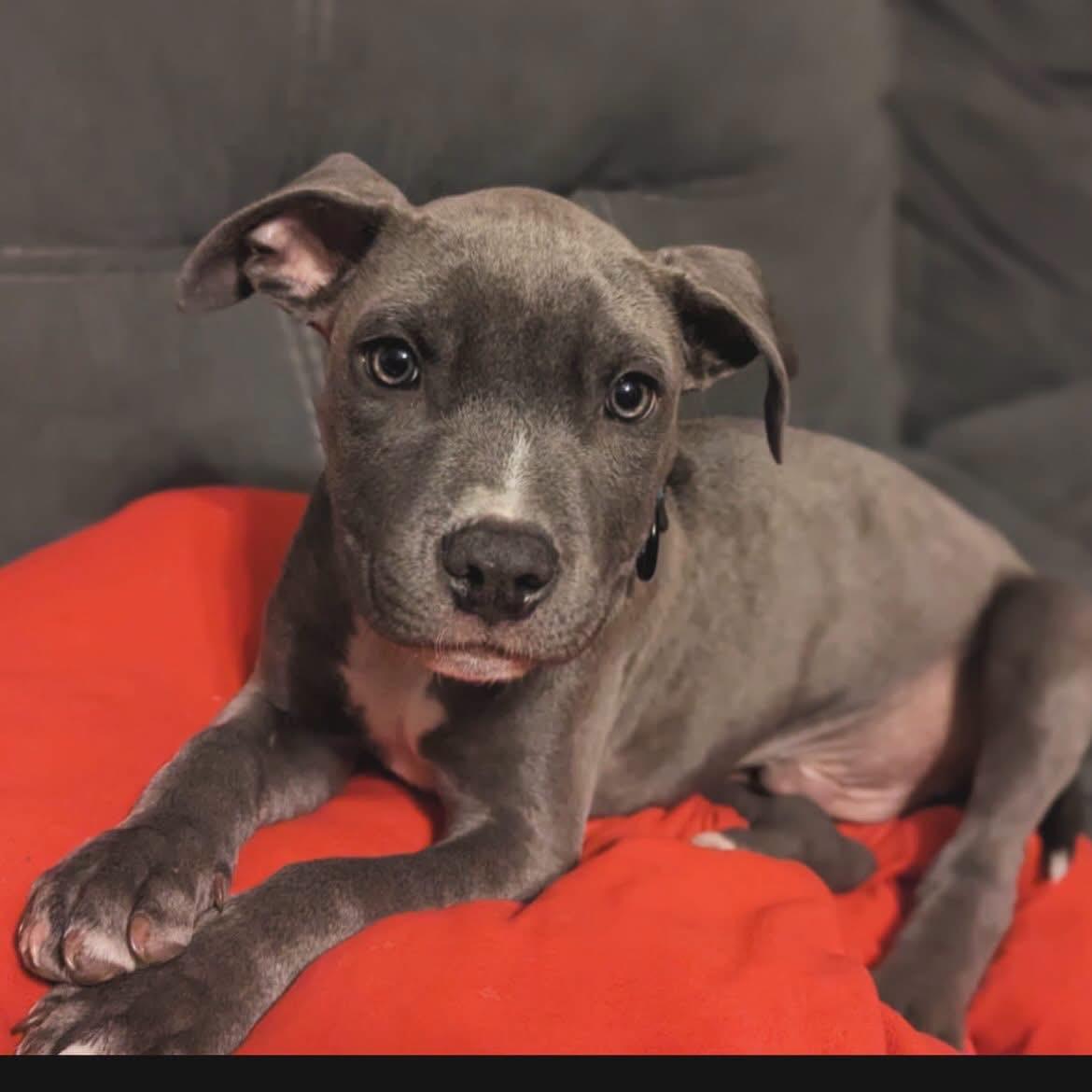 Enlarge Chunk, a Adopted mixed breed in West Falls, NY image 4/4