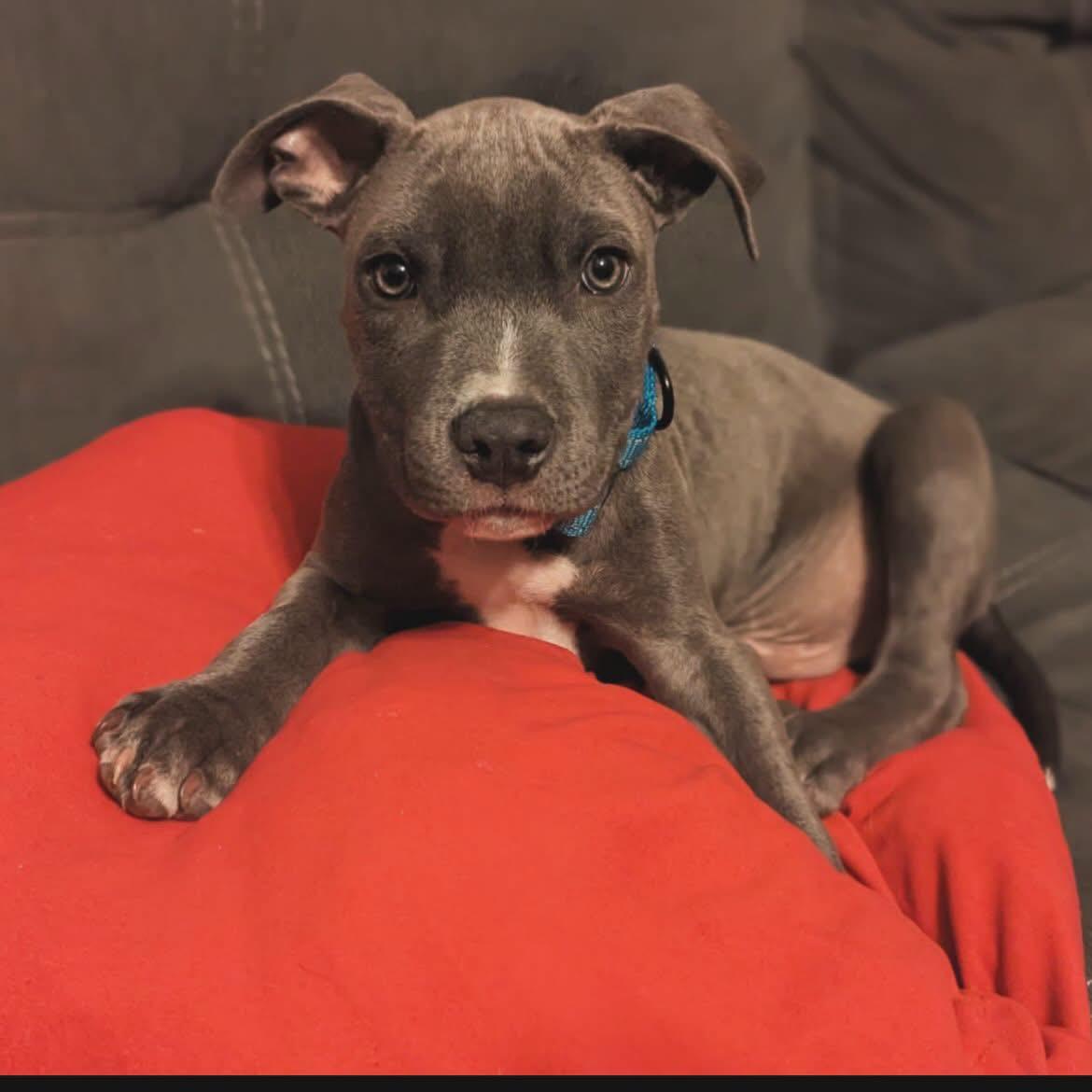 Chunk, Adopted, Puppy Male American Staffordshire Terrier.