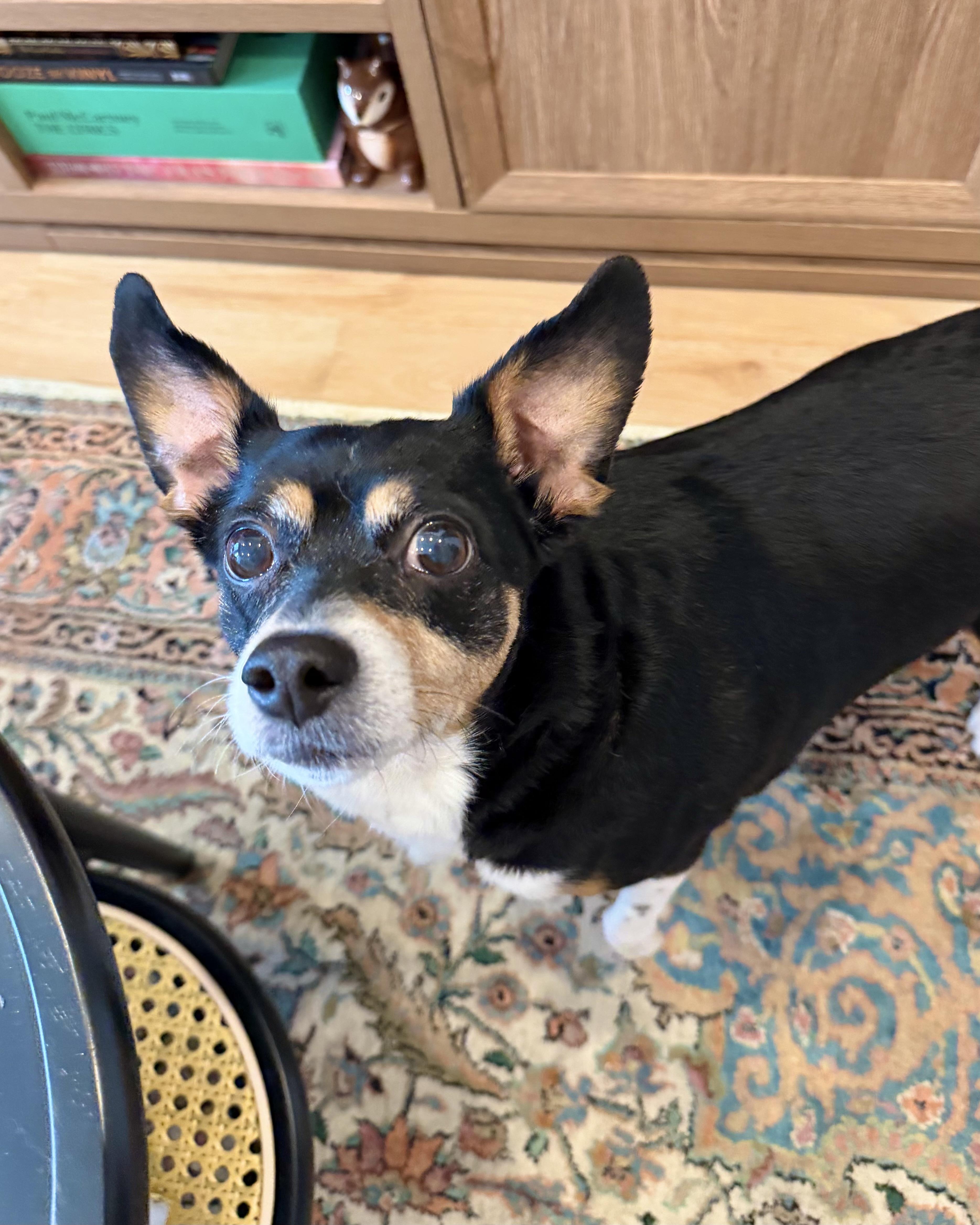 Enlarge The Bloop, an adopted mixed breed in Woodstock, NY image 2/5