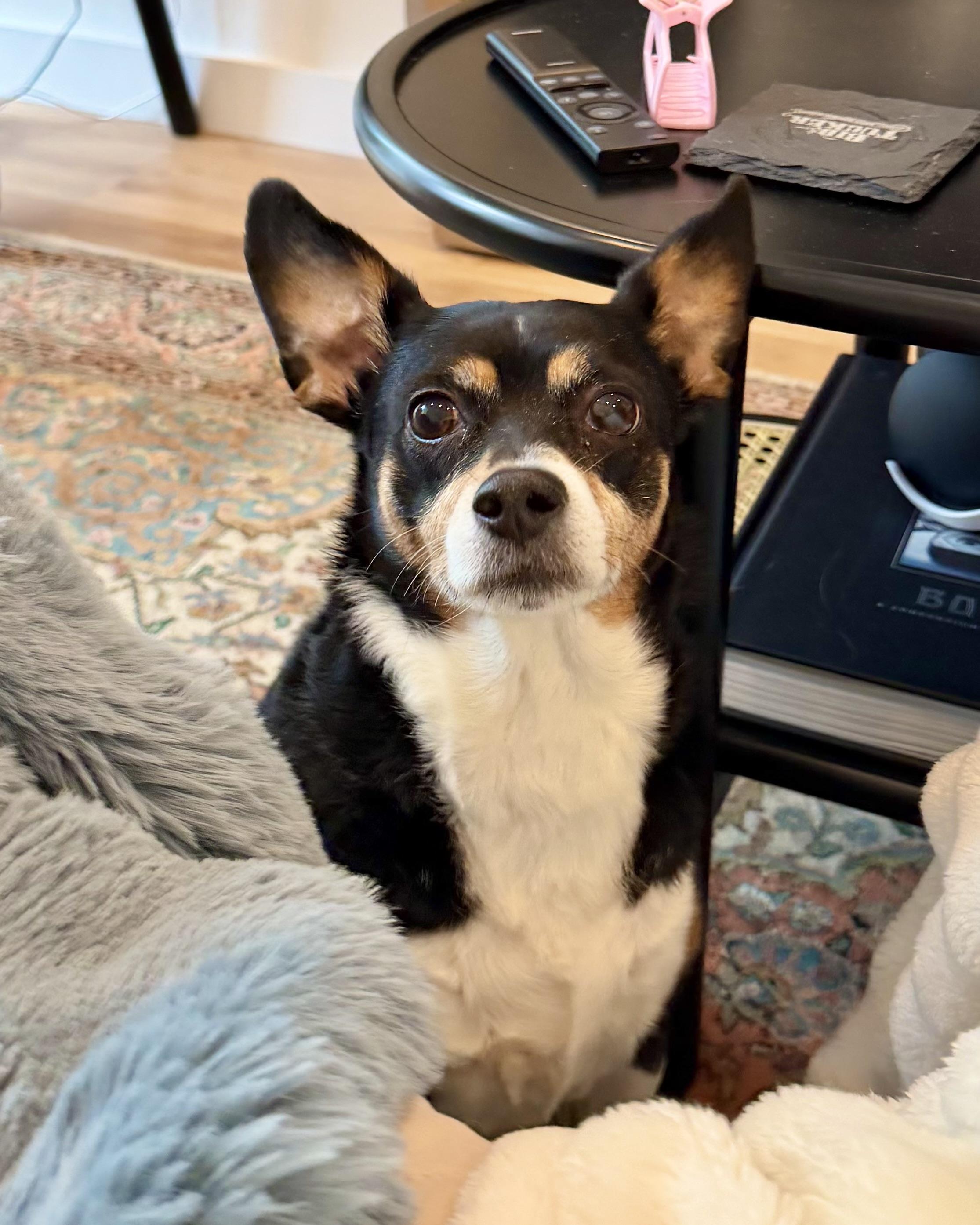 Enlarge The Bloop, an adopted mixed breed in Woodstock, NY image 3/5