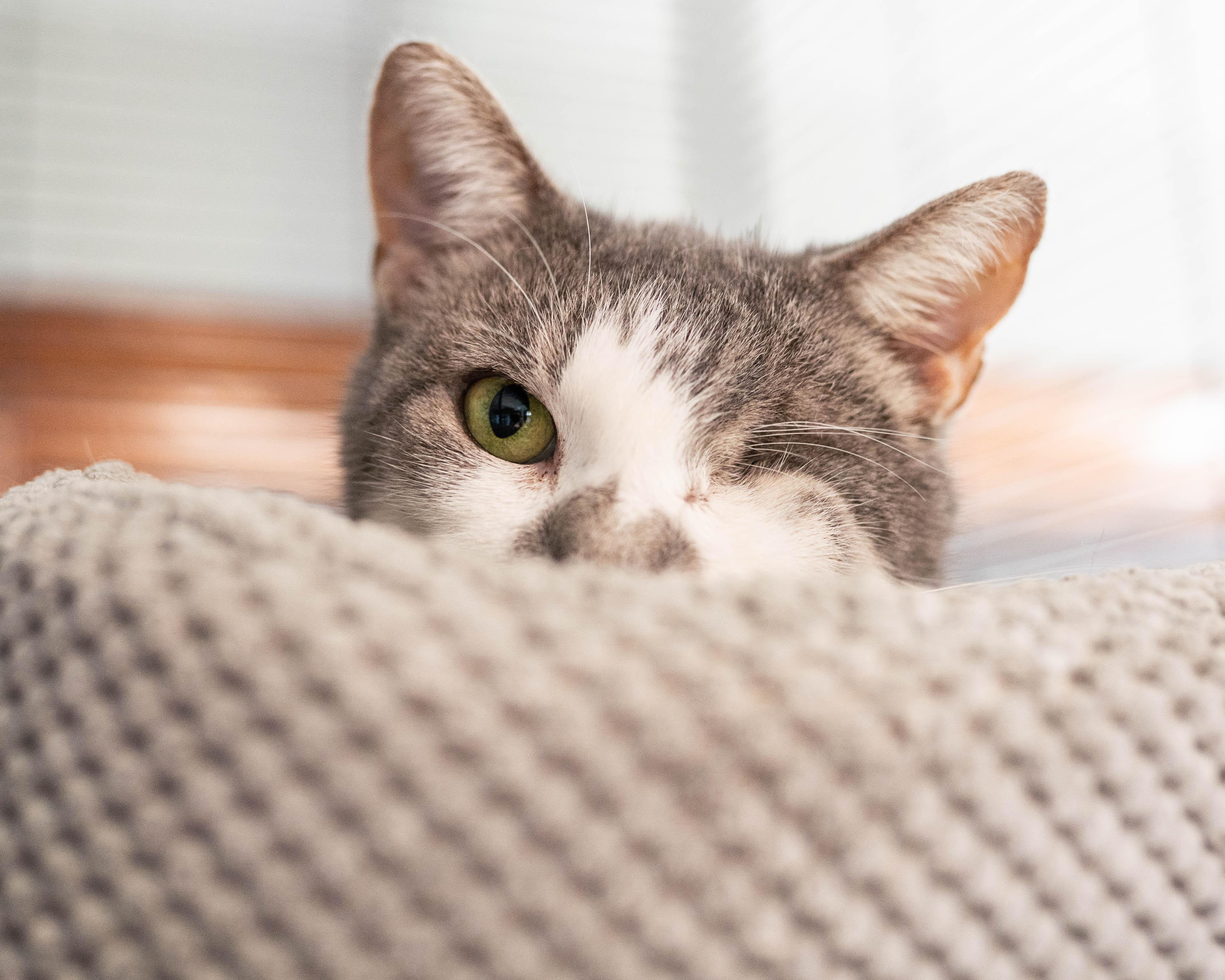 Rainbow Pancakes, an adoptable Domestic Short Hair in Little Falls, MN, 56345 | Photo Image 1