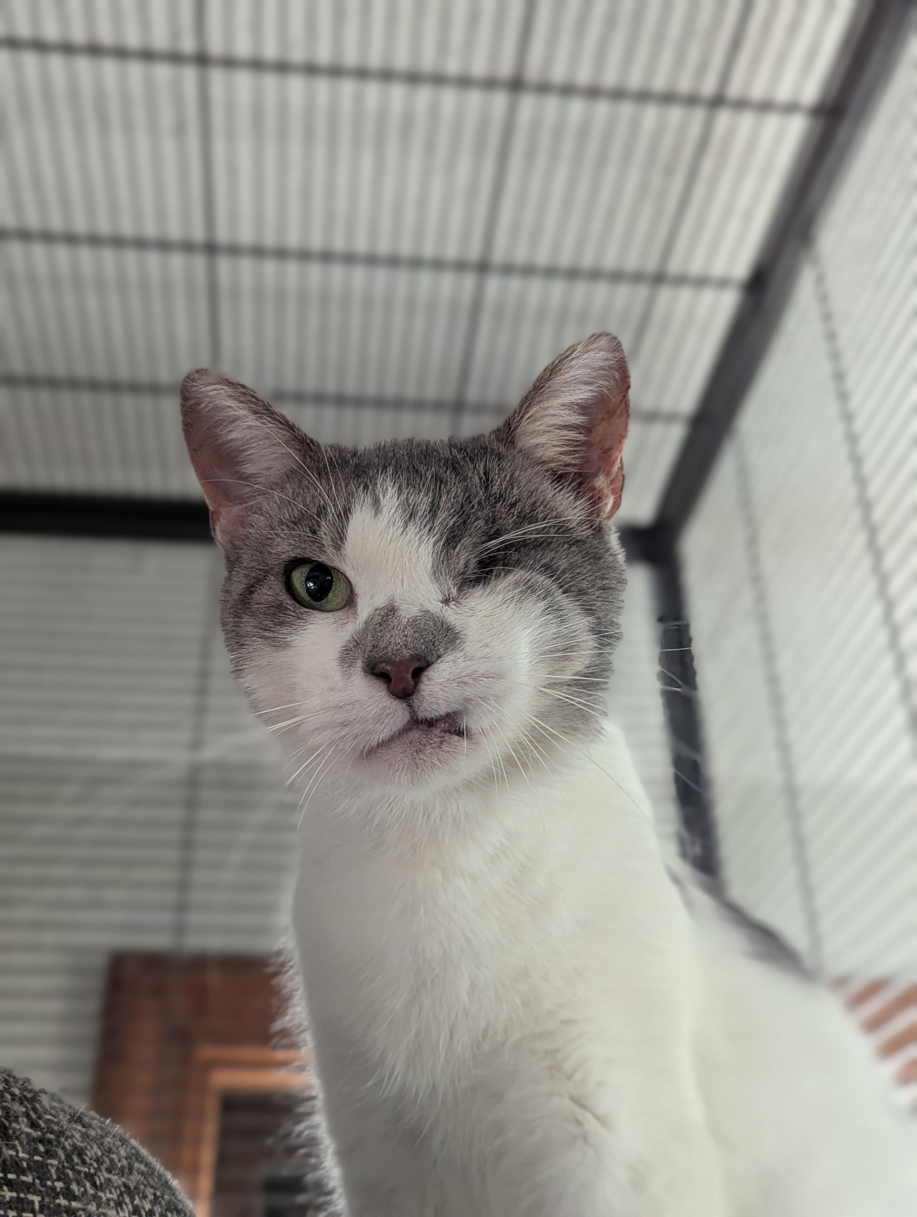 Rainbow Pancakes, an adoptable Domestic Short Hair in Little Falls, MN, 56345 | Photo Image 2