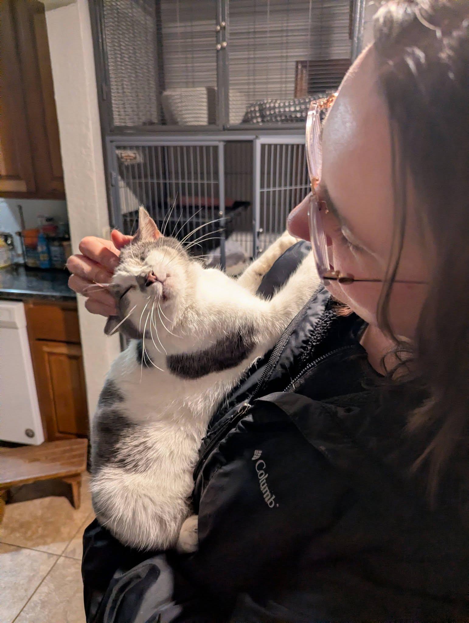 Enlarge Rainbow Pancakes, a Adoptable Domestic Short Hair in Little Falls, MN image 1/6