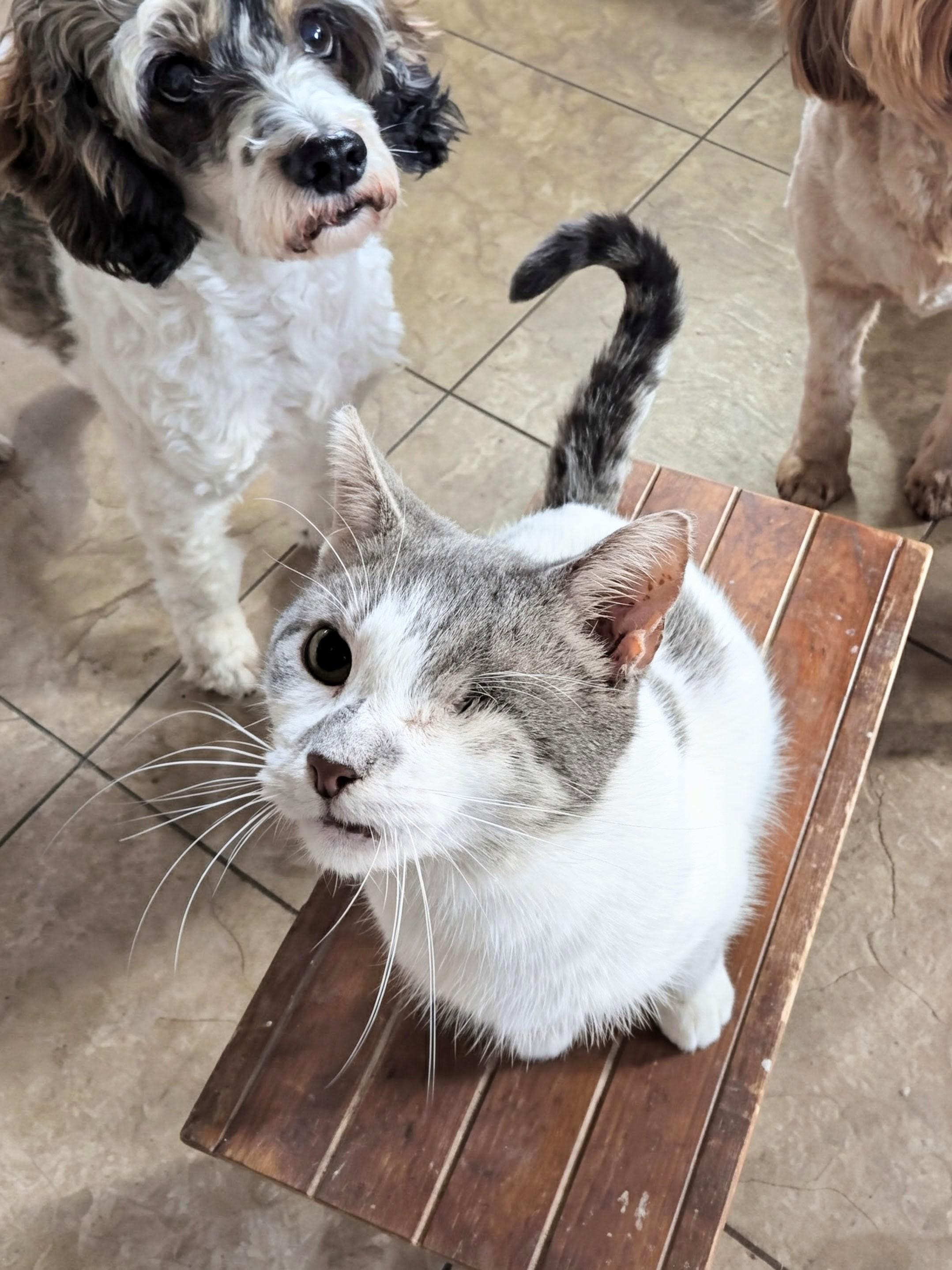 Rainbow Pancakes, Adoptable, Adult Female Domestic Short Hair.