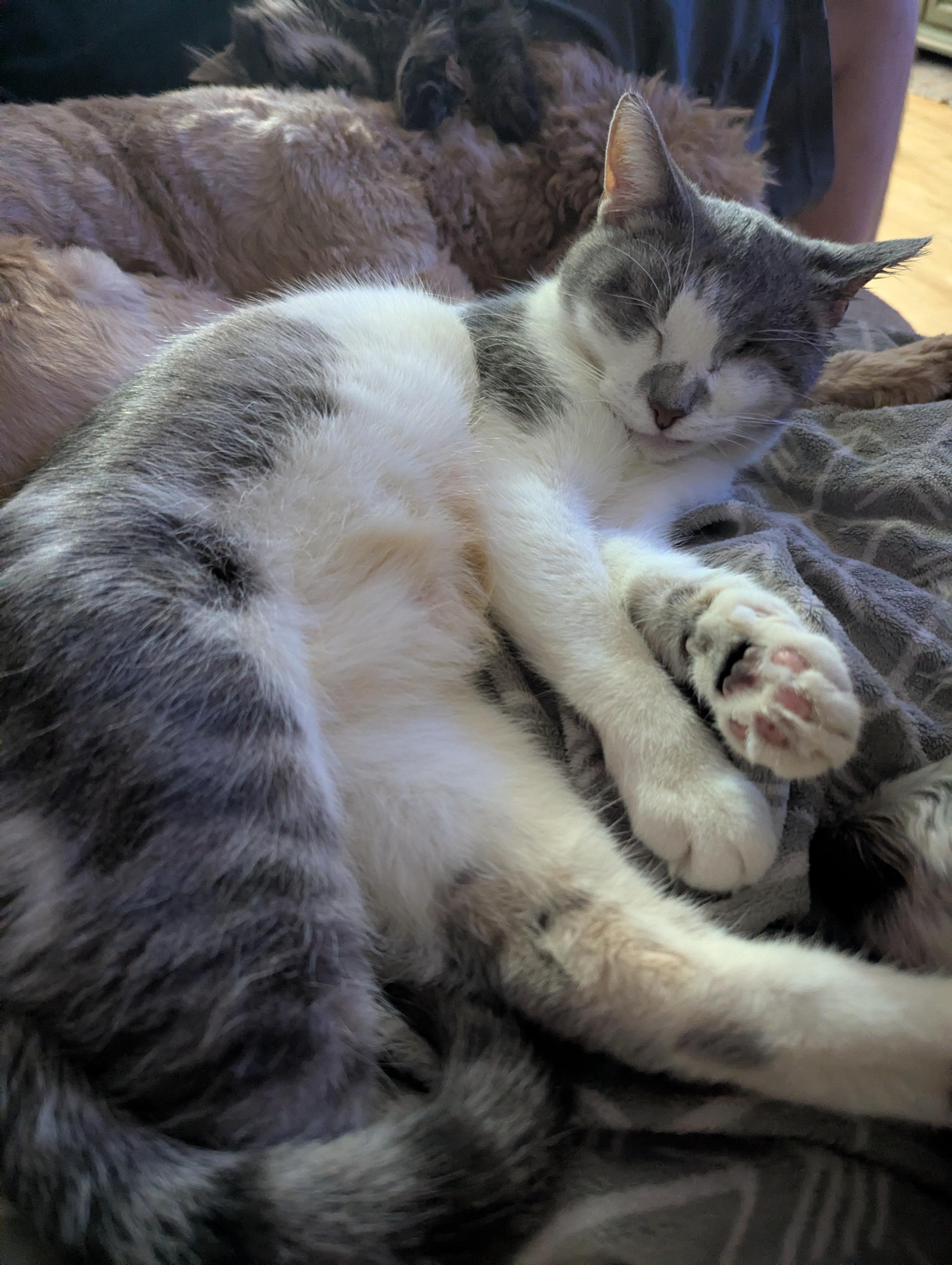 Rainbow Pancakes, an adoptable Domestic Short Hair in Little Falls, MN, 56345 | Photo Image 5