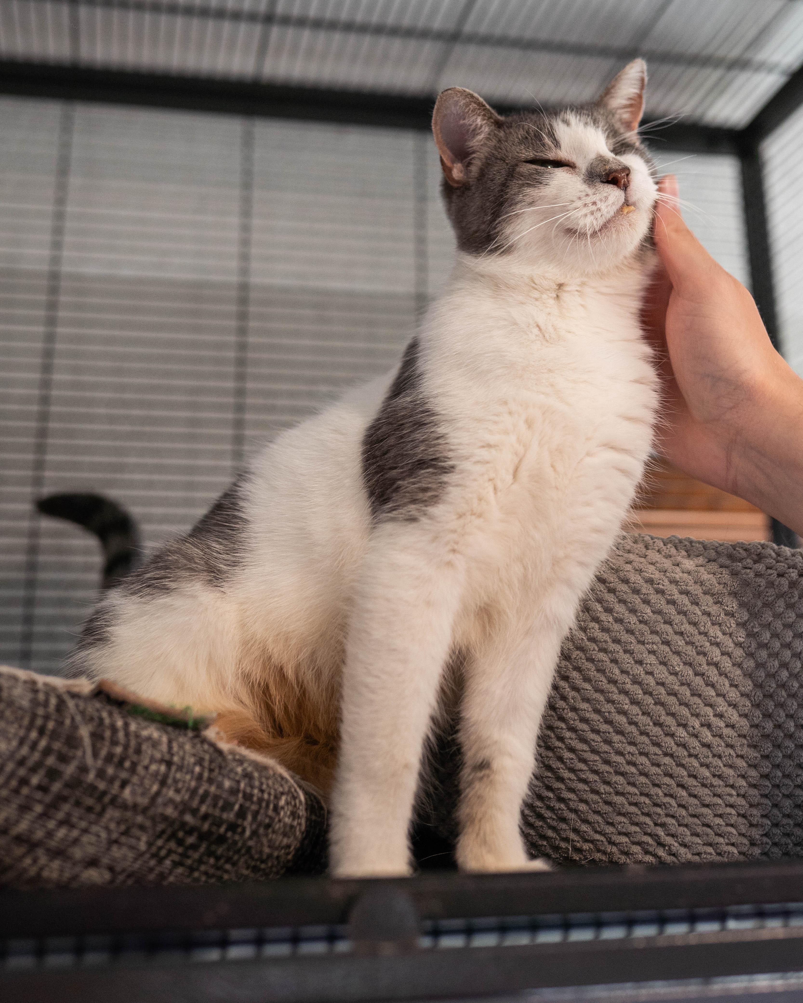 Rainbow Pancakes, an adoptable Domestic Short Hair in Little Falls, MN, 56345 | Photo Image 3