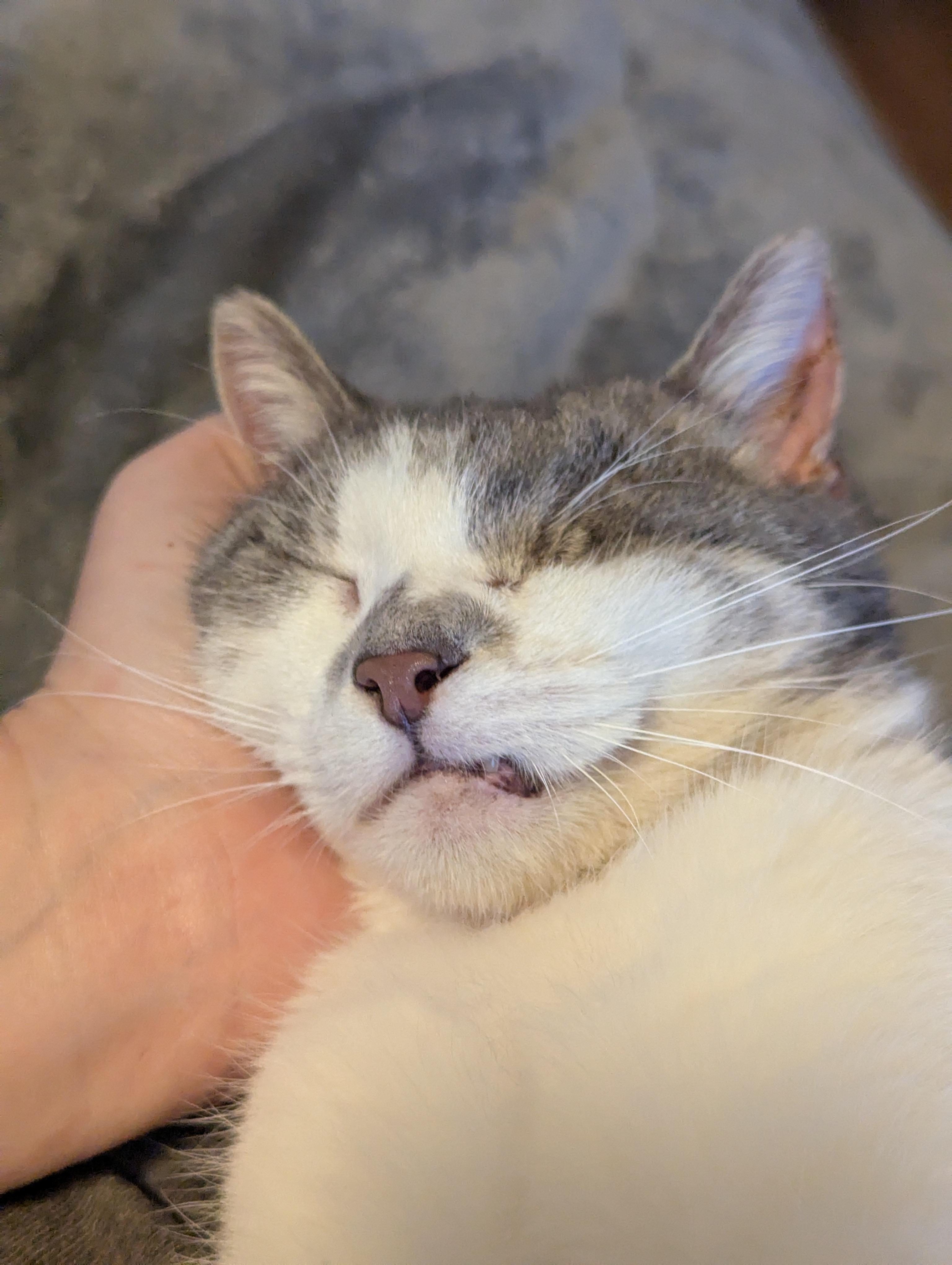Enlarge Rainbow Pancakes, a Adoptable Domestic Short Hair in Little Falls, MN image 4/6