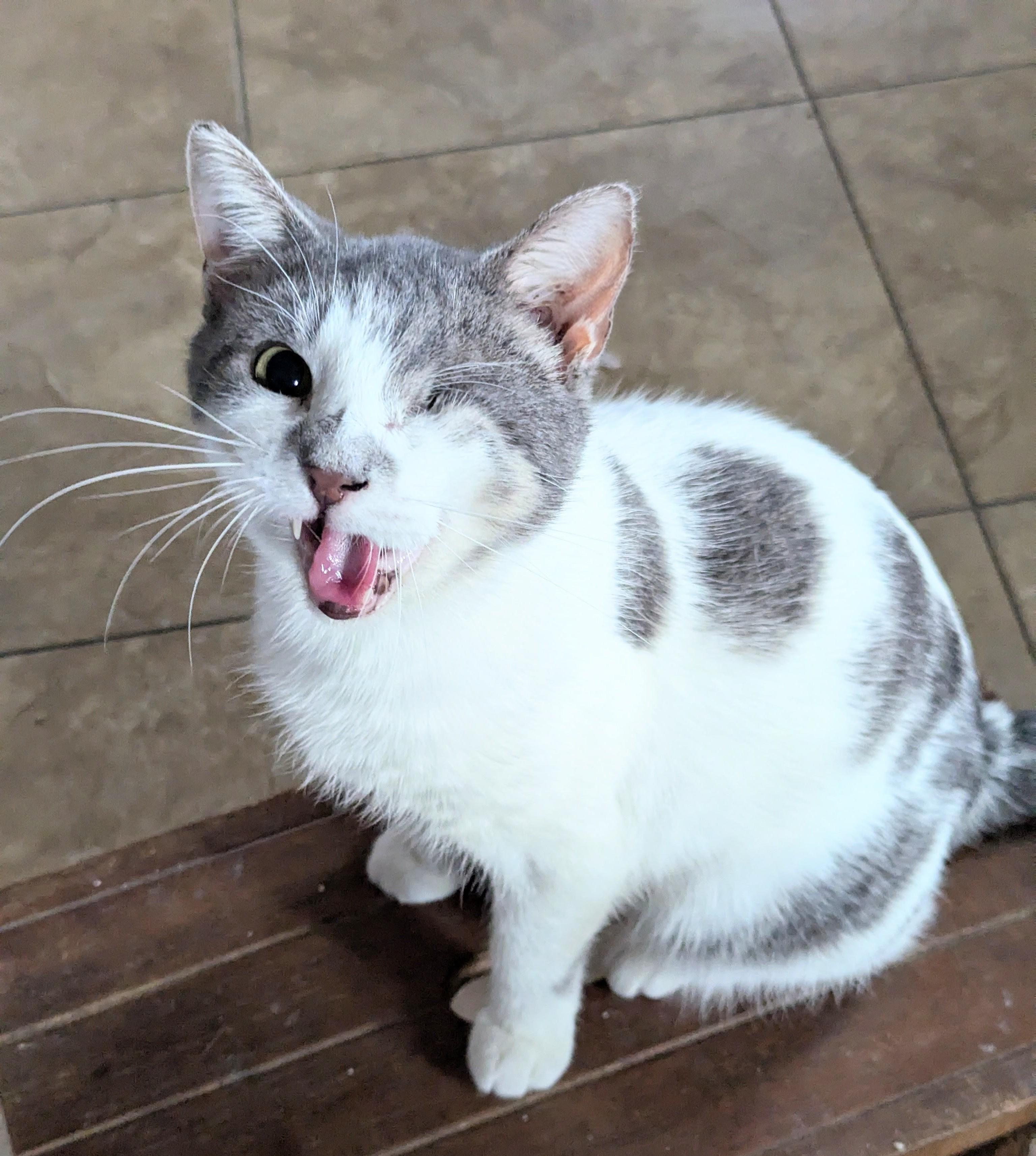 Rainbow Pancakes, an adoptable Domestic Short Hair in Little Falls, MN, 56345 | Photo Image 1