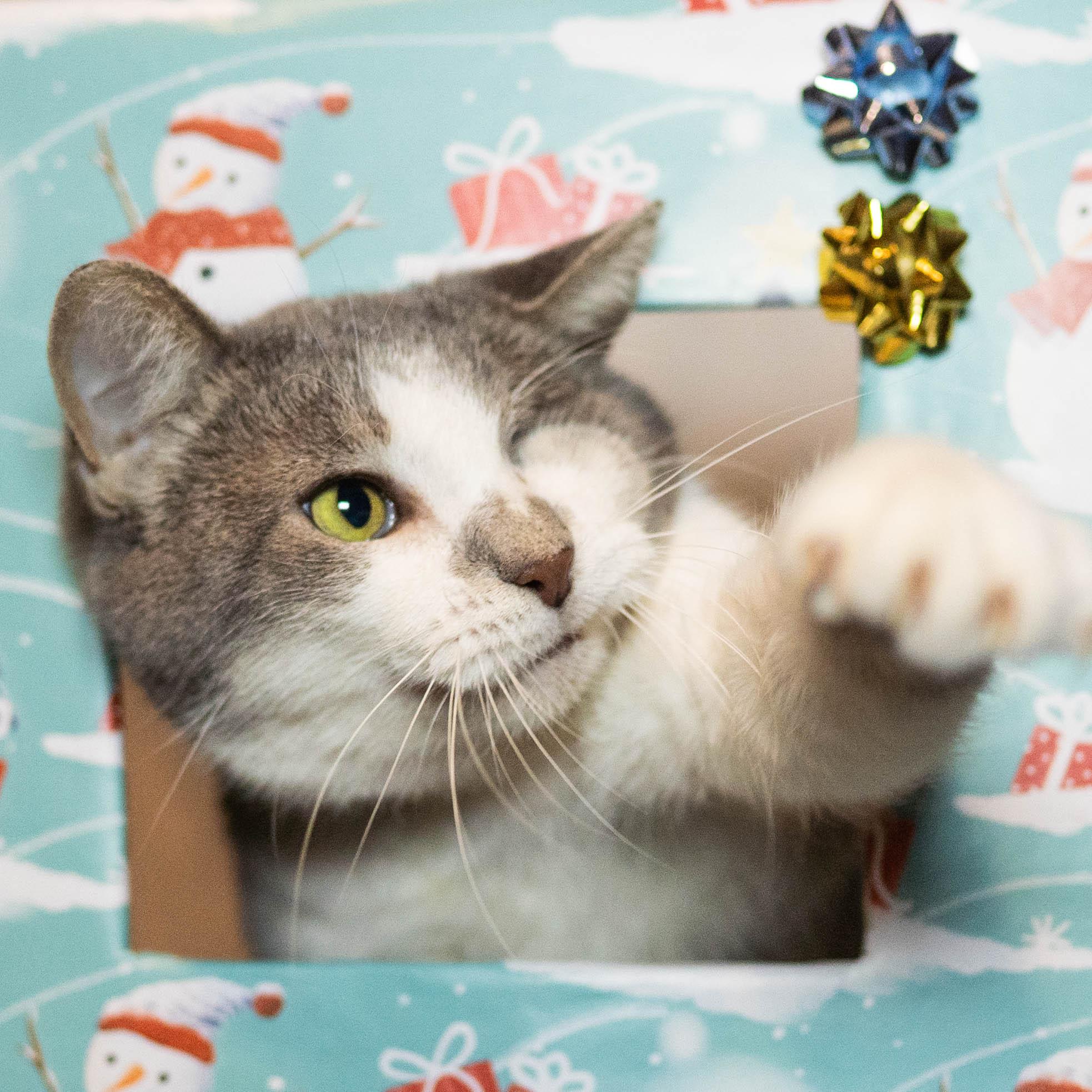 Enlarge Rainbow Pancakes, a Adoptable Domestic Short Hair in Little Falls, MN image 2/6