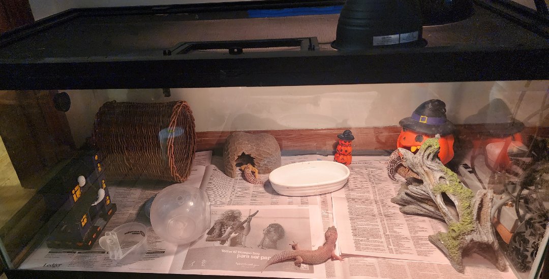 Enlarge Dexter and friends! fee lowered! 5 Leopard Geckos/New Tank, a Adopted Gecko in Nashville, TN image 1/5