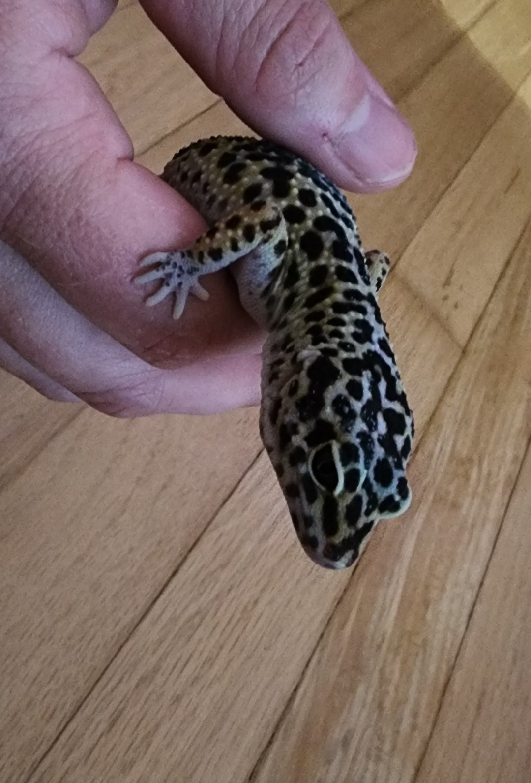 Enlarge Dexter and friends! fee lowered! 5 Leopard Geckos/New Tank, a Adopted Gecko in Nashville, TN image 3/5