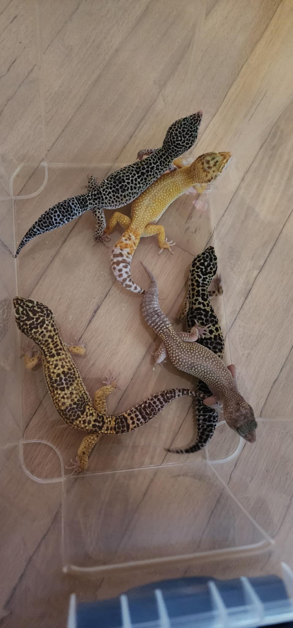 Enlarge Dexter and friends! fee lowered! 5 Leopard Geckos/New Tank, a Adopted Gecko in Nashville, TN image 4/5