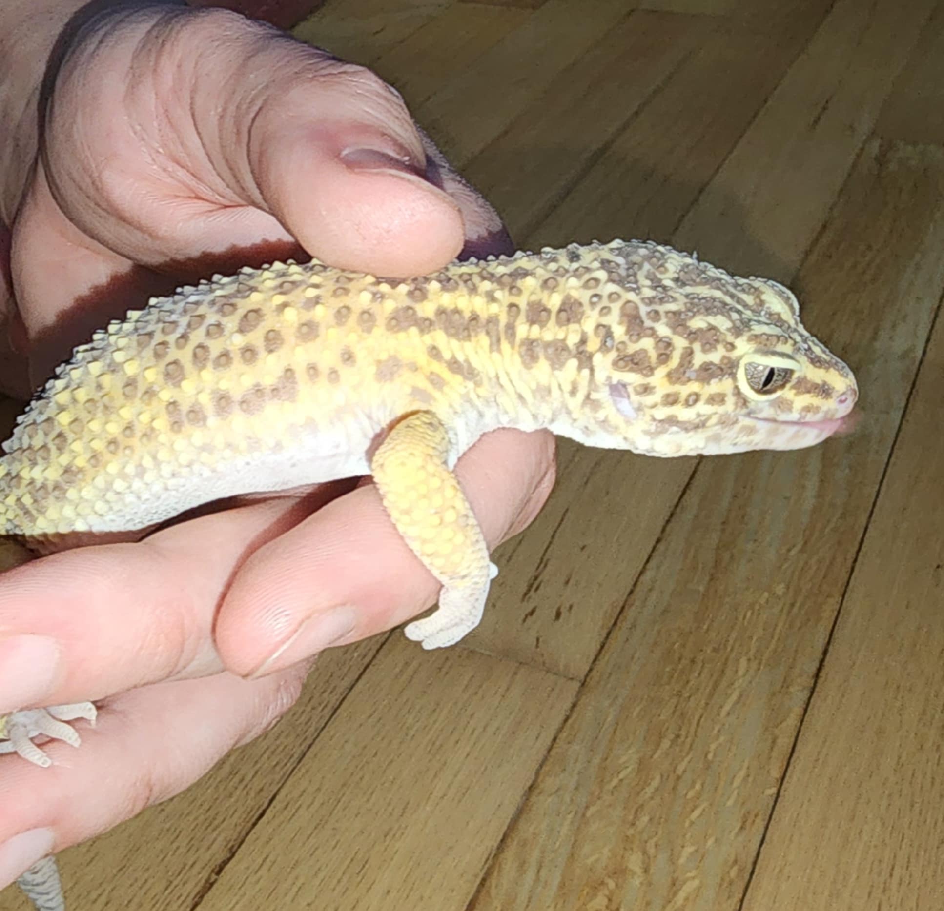 Enlarge Dexter and friends! fee lowered! 5 Leopard Geckos/New Tank, a Adopted Gecko in Nashville, TN image 5/5