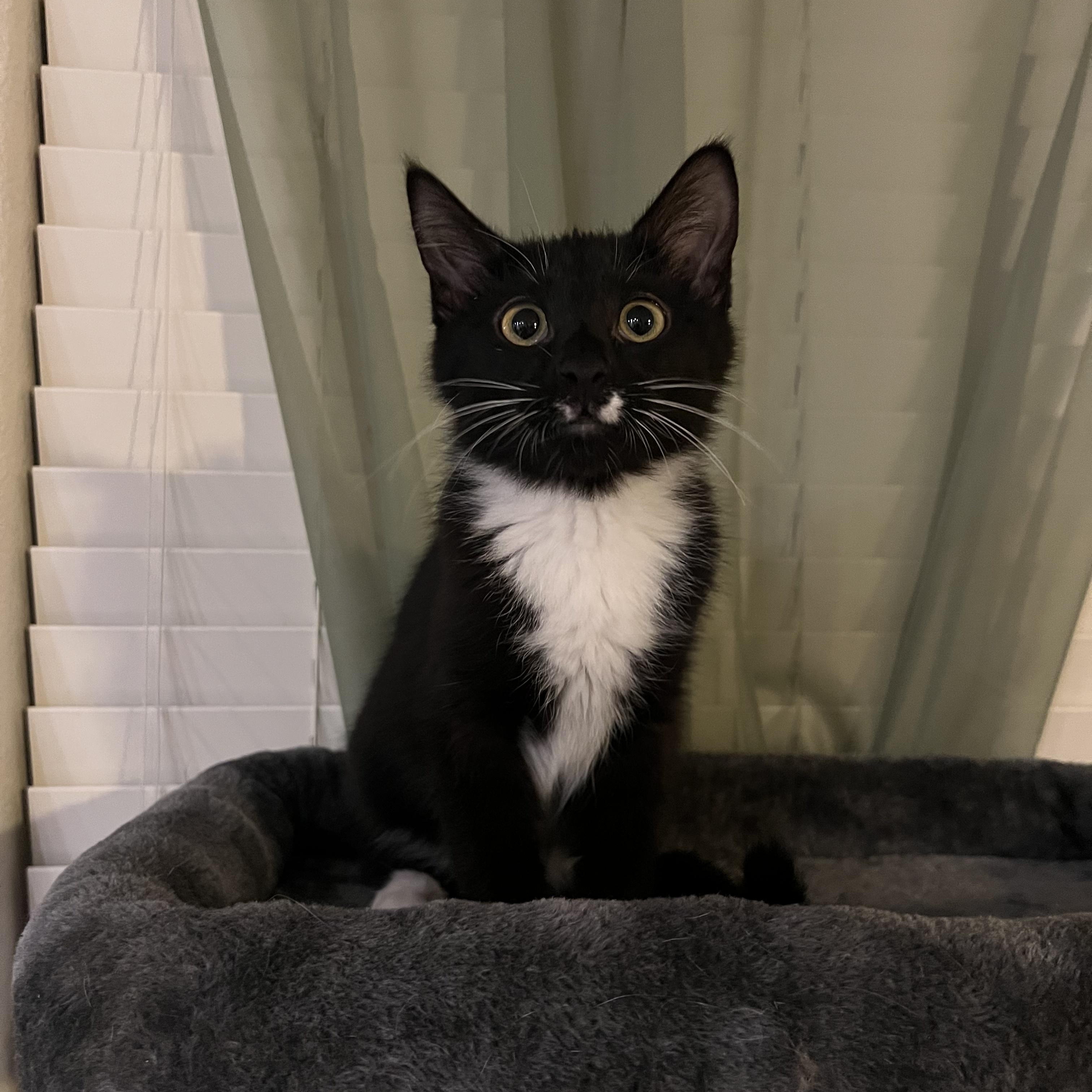 Enlarge Sloan, an adopted Domestic Short Hair in Phoenix, AZ image 3/4