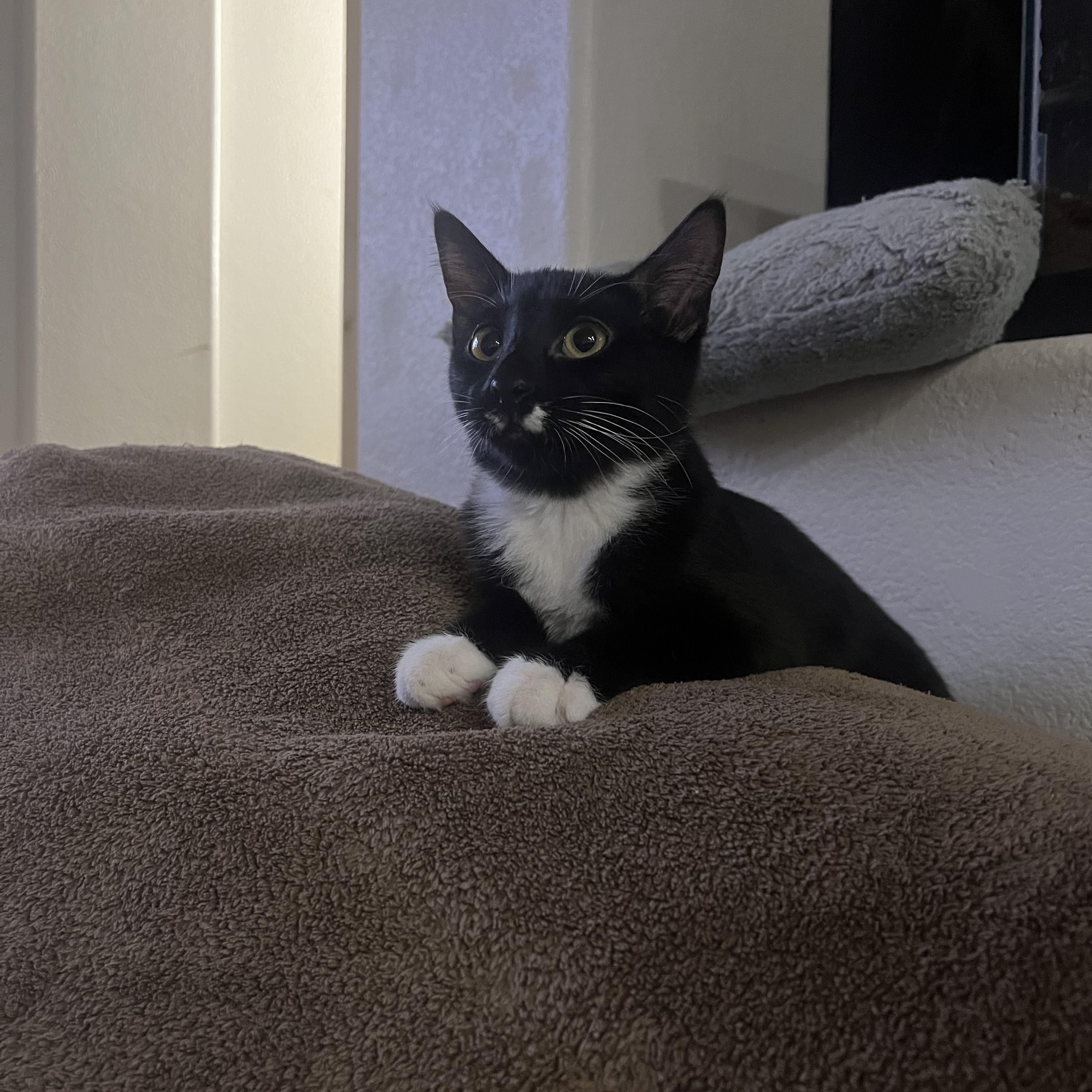 Enlarge Sloan, an adopted Domestic Short Hair in Phoenix, AZ image 4/4