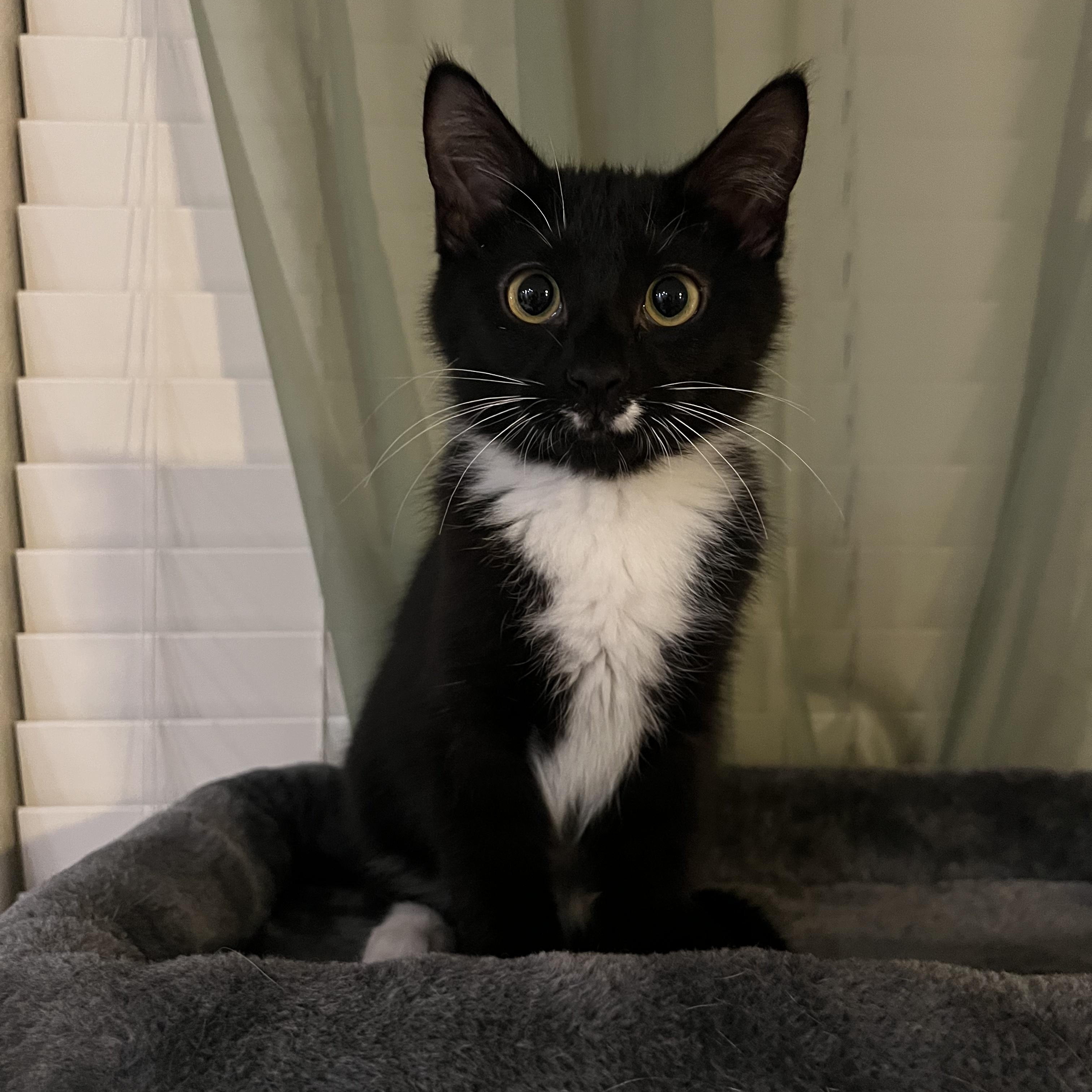 Sloan, adopted, Kitten Male Domestic Short Hair.