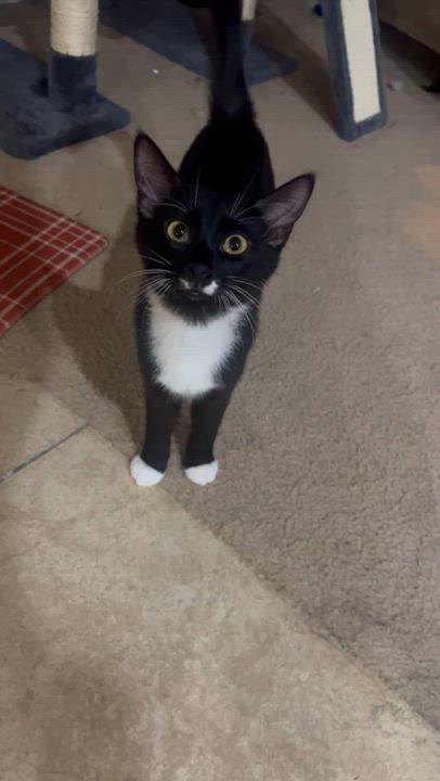 Enlarge Sloan, an adopted Domestic Short Hair in Phoenix, AZ video 2/4