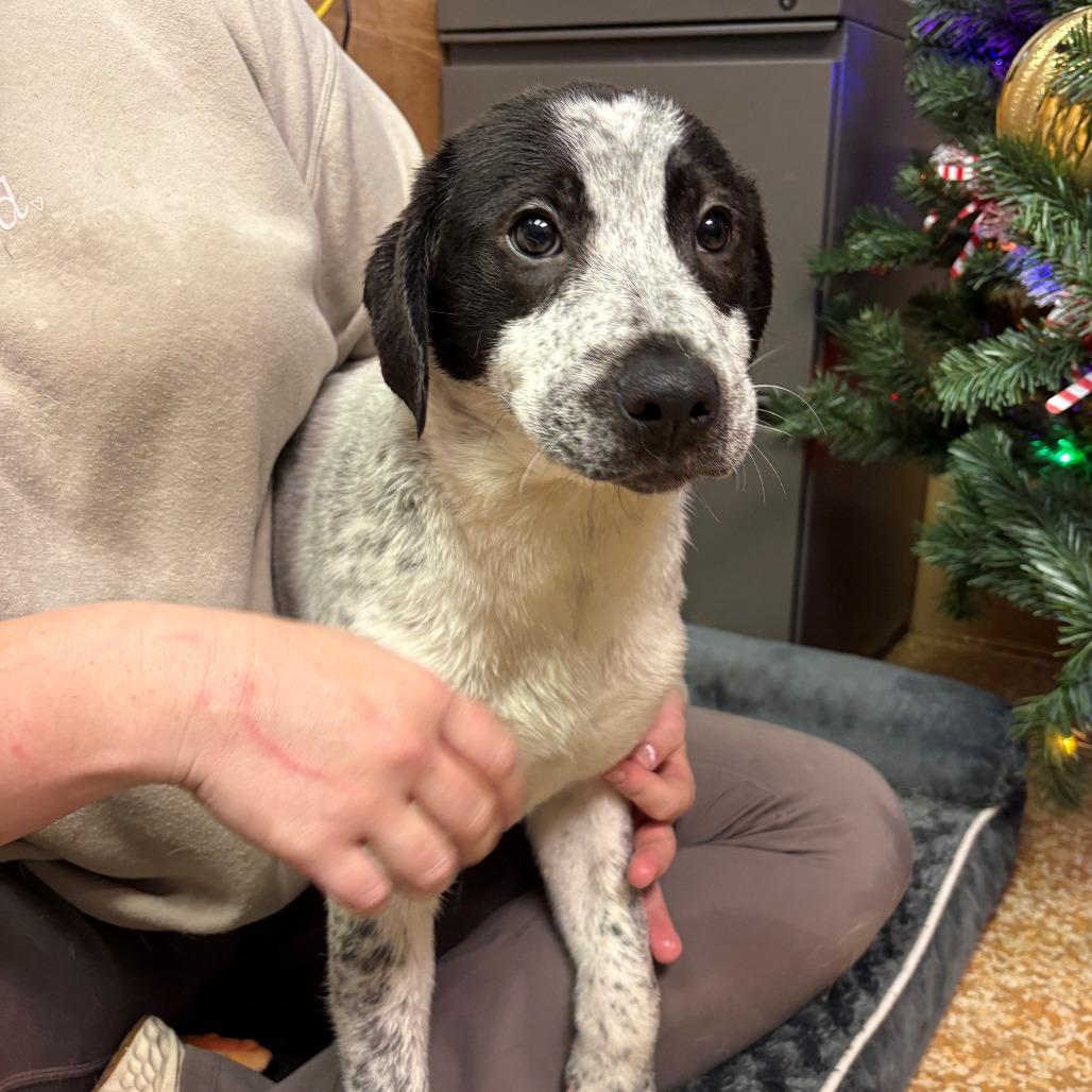 Mrs. Puff, Adoptable, Puppy Female Pit Bull Terrier & Black Labrador Retriever.