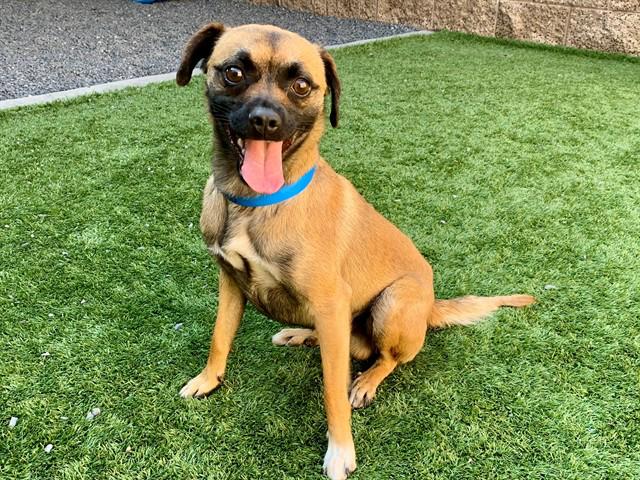 URGENT SAVE ME PLEASE Bean A550880, adopted, Young Male Chihuahua.