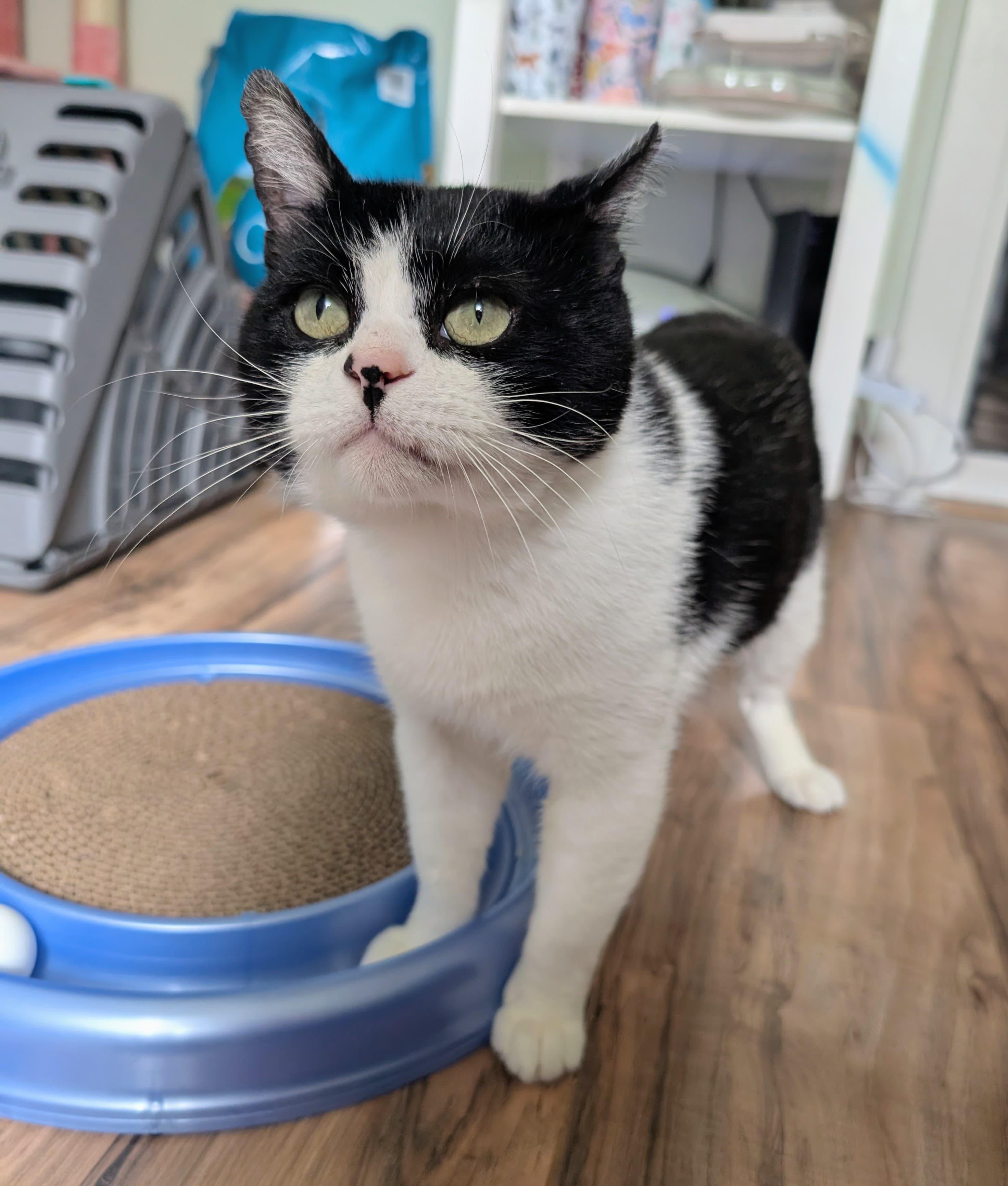 Tapioca, an adoptable Domestic Short Hair in Rochester, NY image 4/4