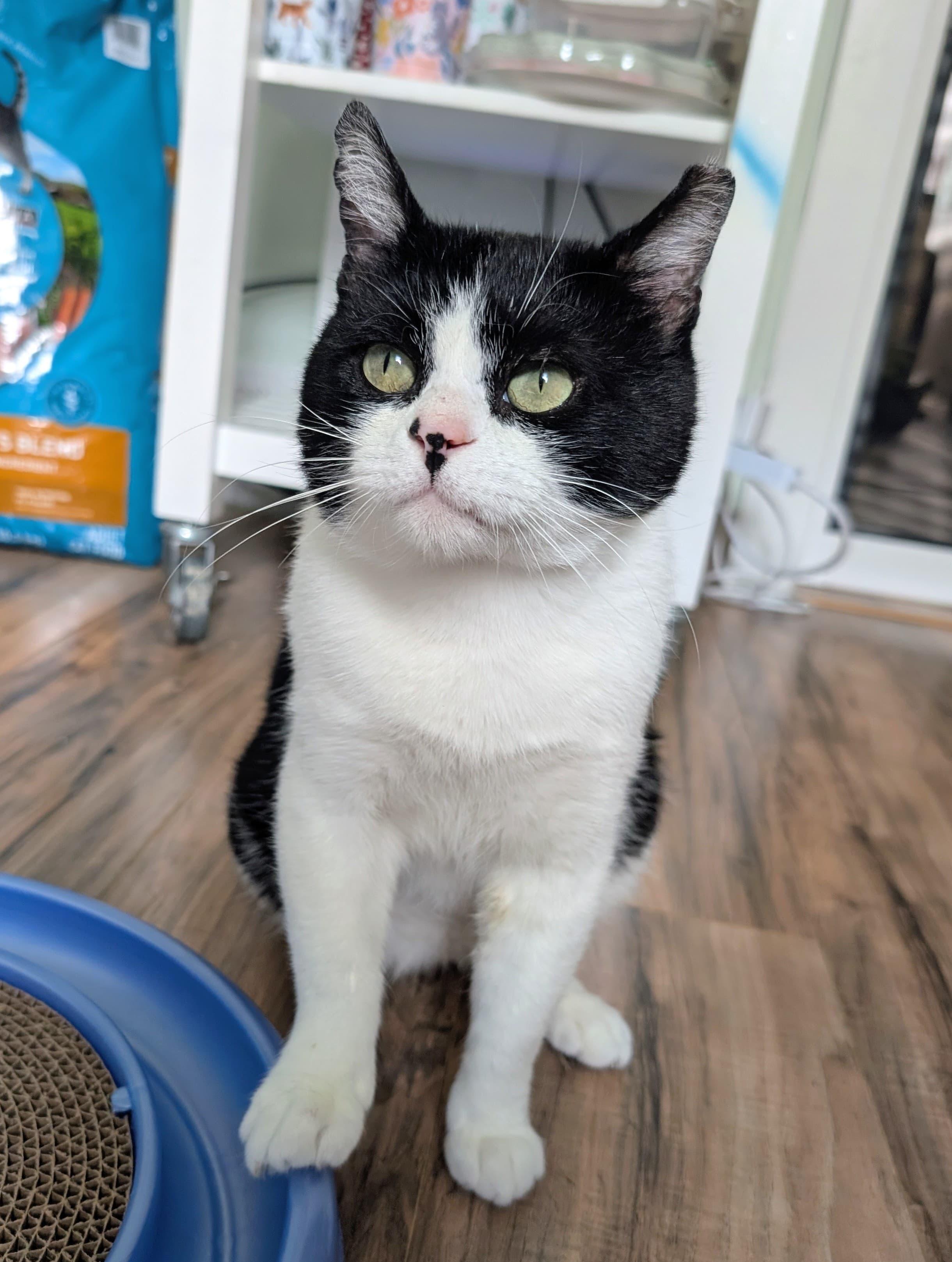 Tapioca, an adoptable Domestic Short Hair in Rochester, NY image 3/4