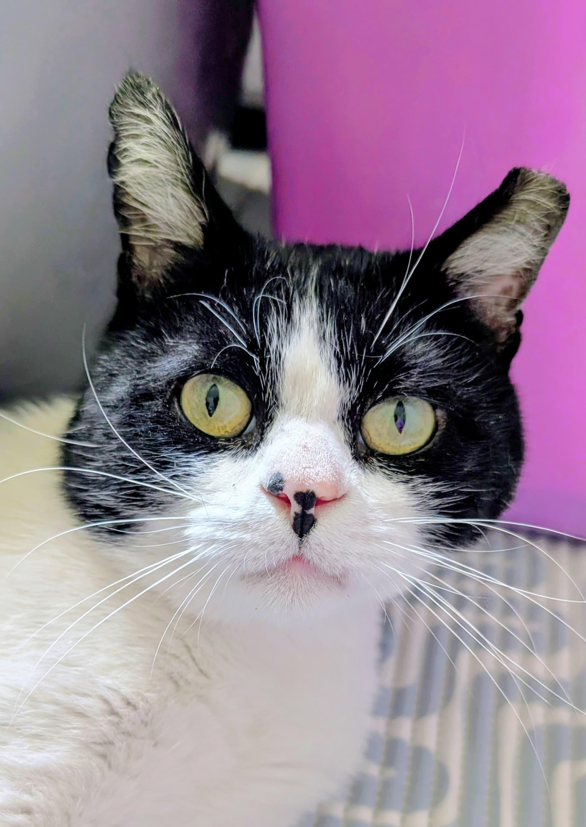 Tapioca, adoptable, Adult Male Domestic Short Hair.