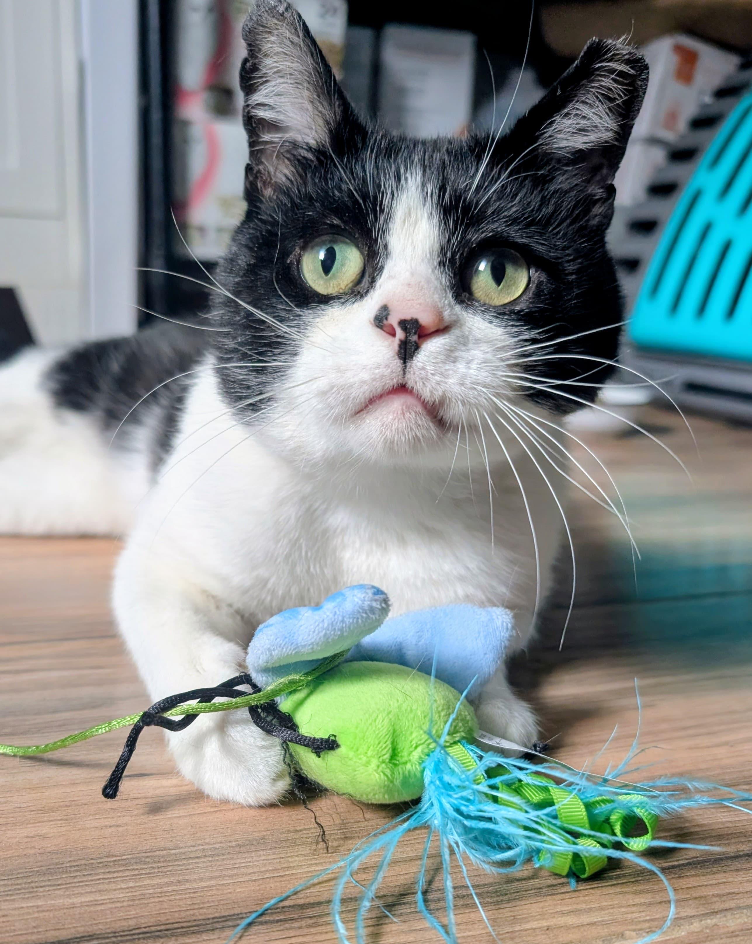 Tapioca, an adoptable Domestic Short Hair in Rochester, NY image 2/4