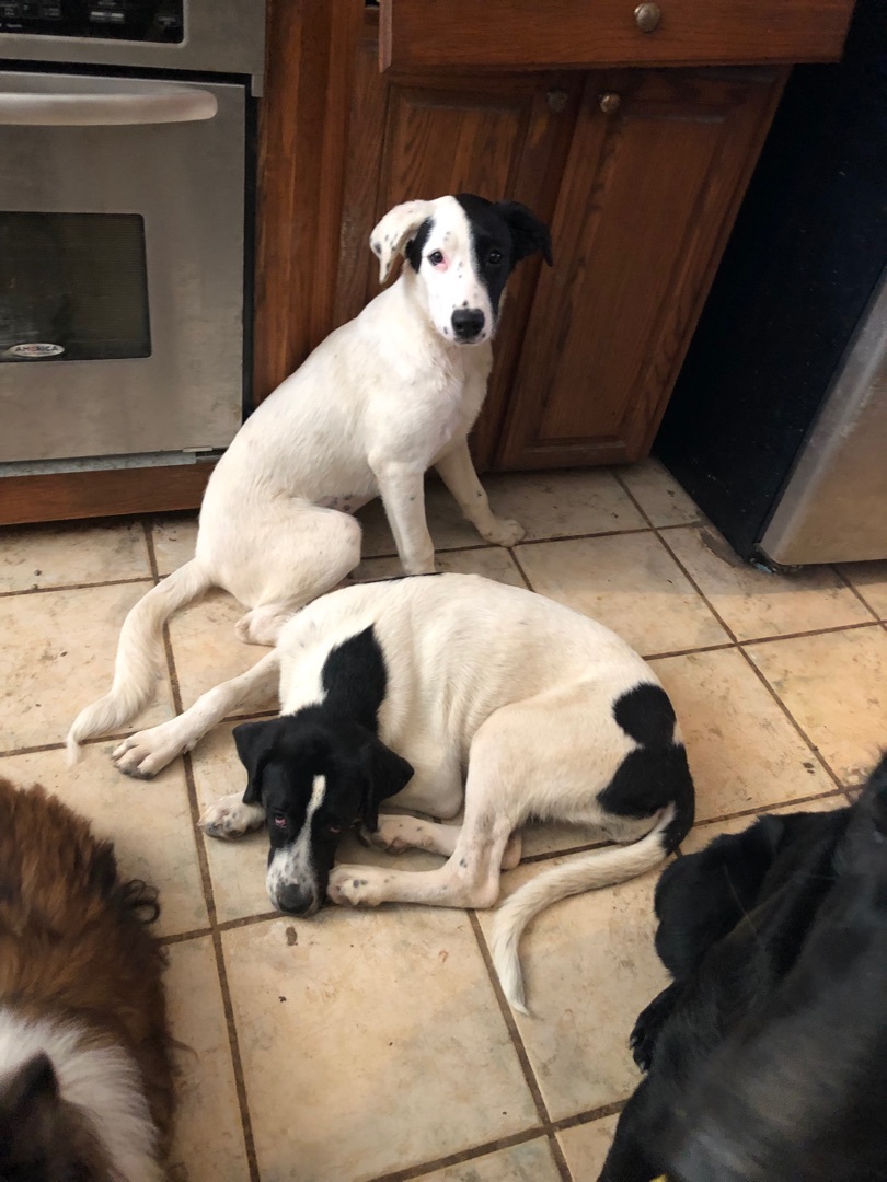 Enlarge Mickey, a Adoptable mixed breed in Haslet, TX image 2/4