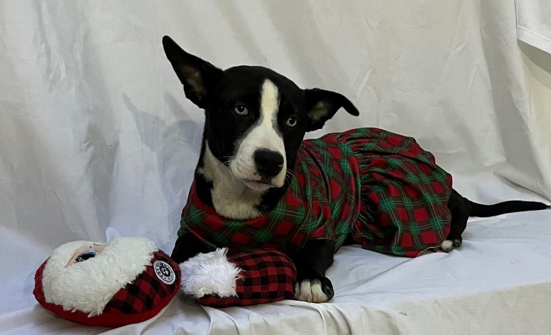 Kola, a Adoptable mixed breed in Griswold, CT image 1/3