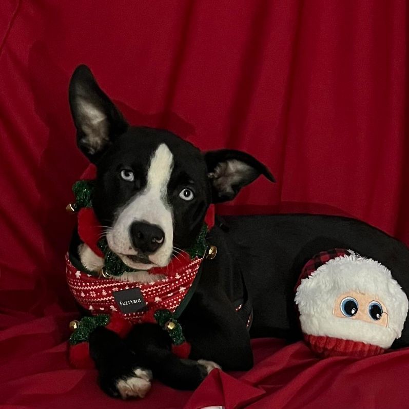 Kola, a Adoptable mixed breed in Griswold, CT image 2/3