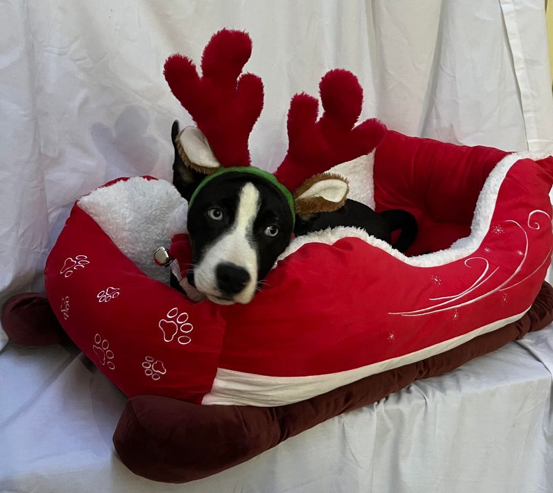 Kola, an adoptable American Staffordshire Terrier in Griswold, CT, 06351 | Photo Image 3