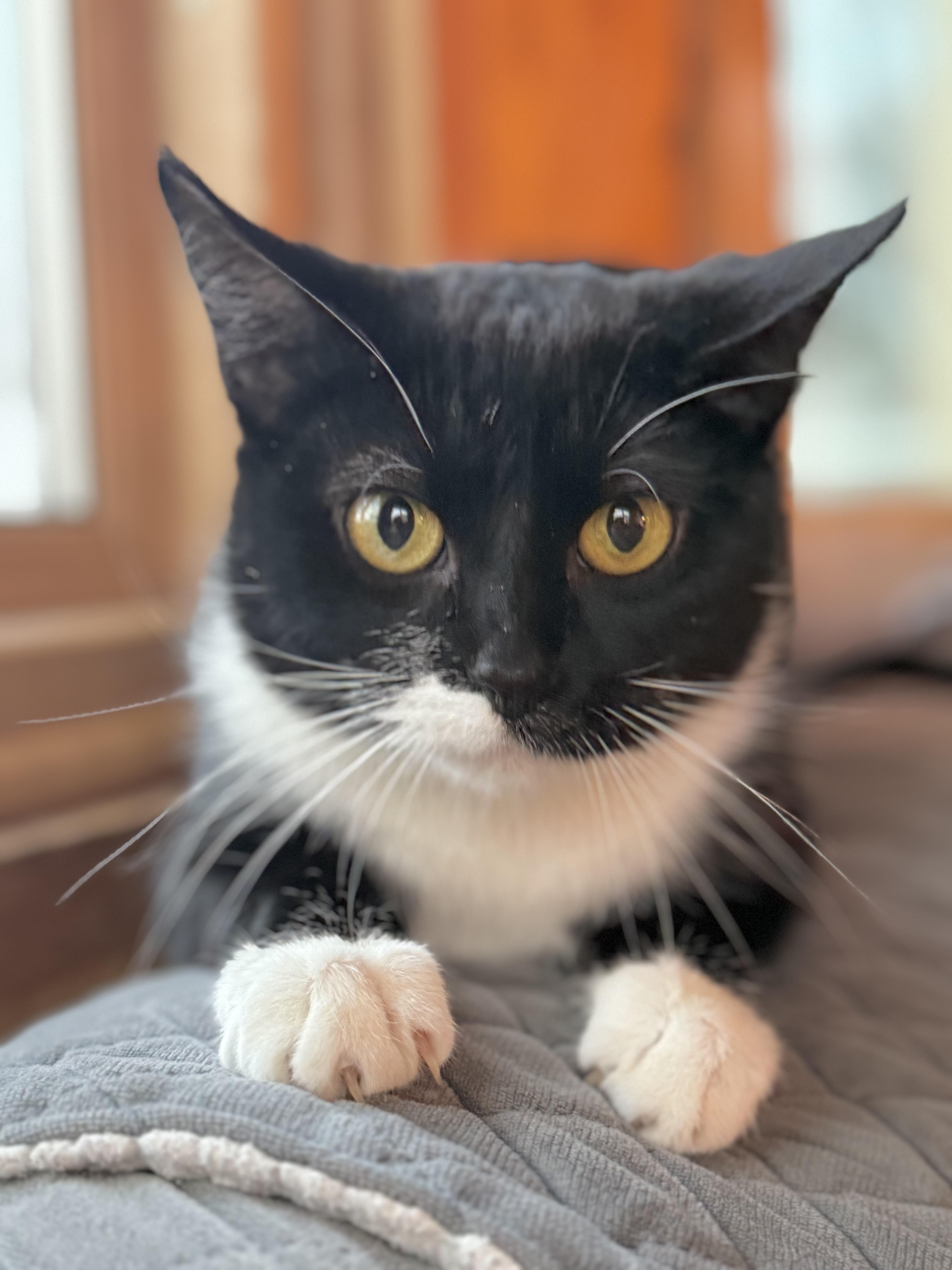 Bowie, ADOPTABLE, Adult Female Domestic Short Hair.