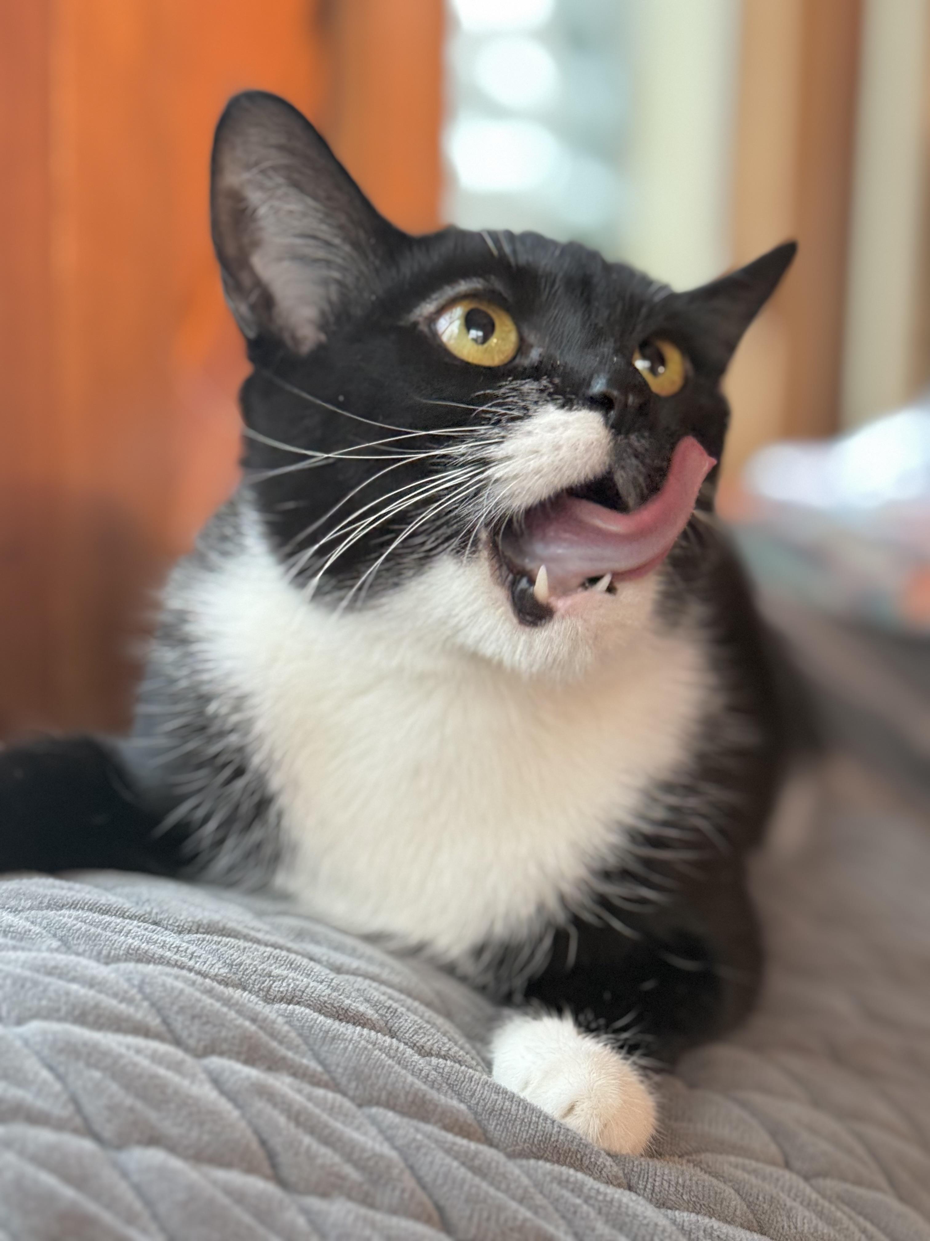 Enlarge Bowie, a ADOPTABLE Domestic Short Hair in Minneapolis, MN image 2/6