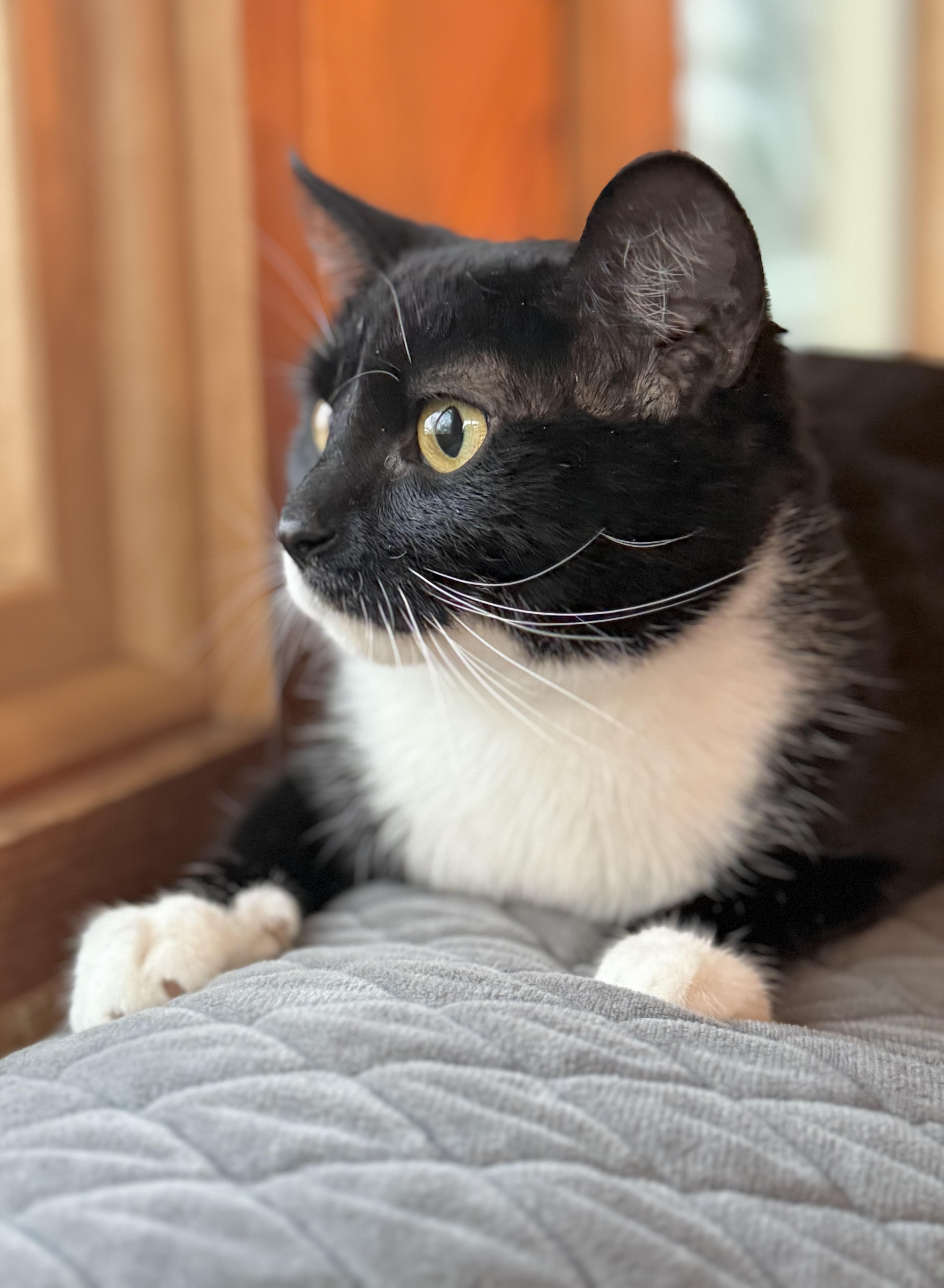 Enlarge Bowie, a ADOPTABLE Domestic Short Hair in Minneapolis, MN image 3/6